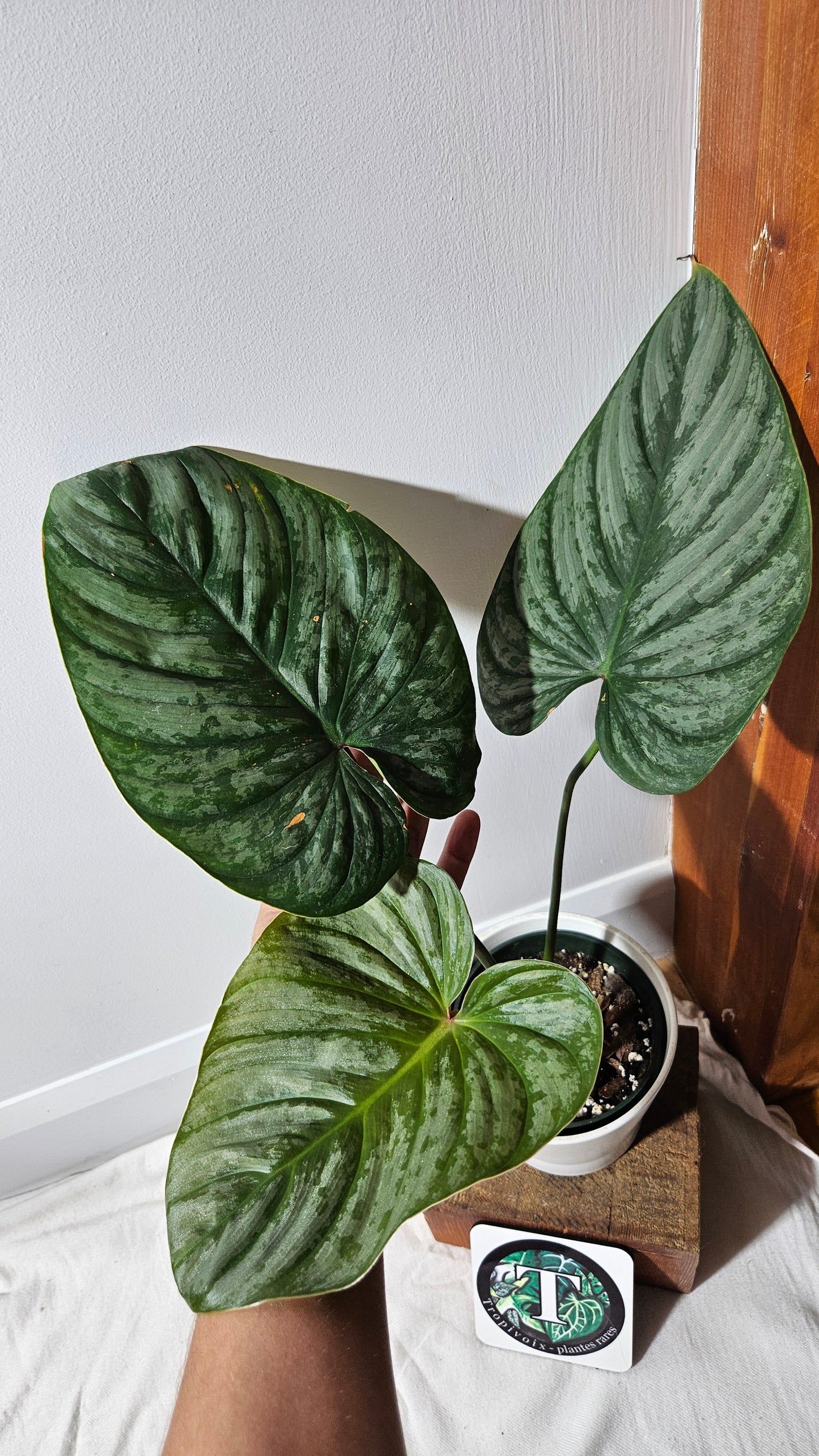 Philodendron Mamei X Lynamii (PHI-937)