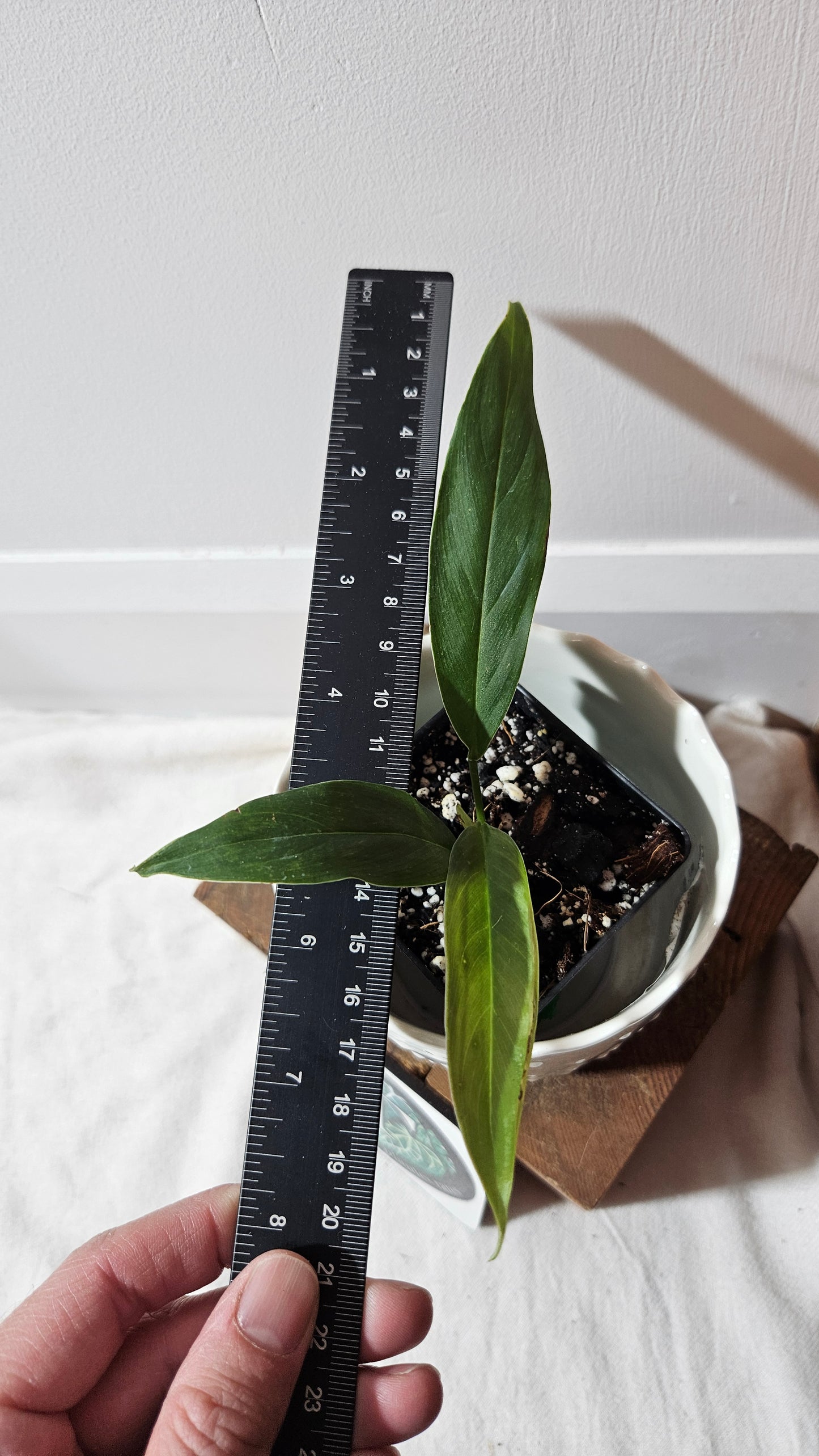 Philodendron Esmeraldense Aff Tambo (PHI-707)