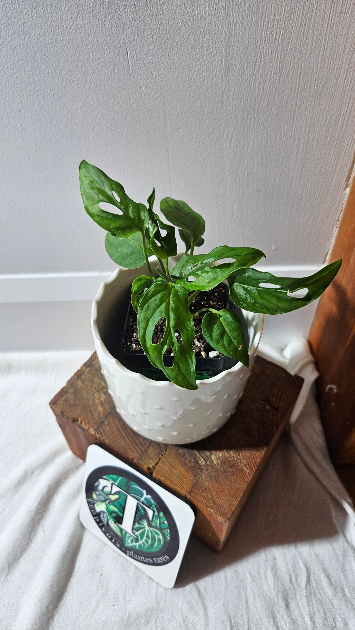 Monstera Obliqua Aff Cenepa (MON-290)