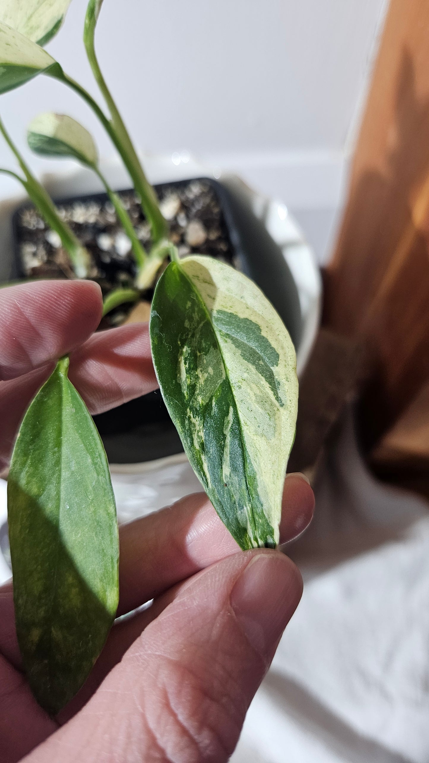 Monstera Laniata Mint (MON-398)