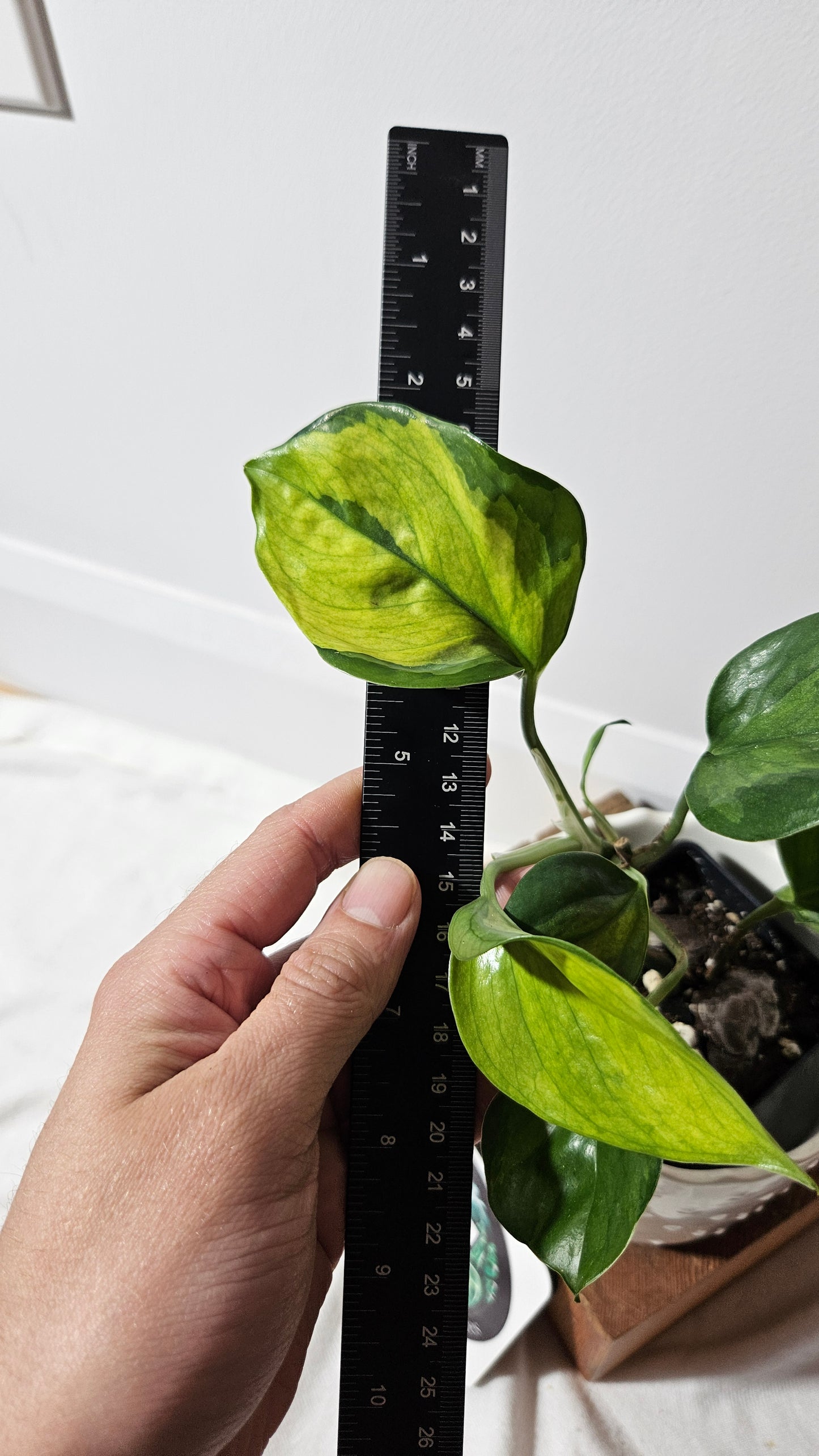Epipremnum Aureum Manjula yellow/Olivia/Mint (EPI-146)
