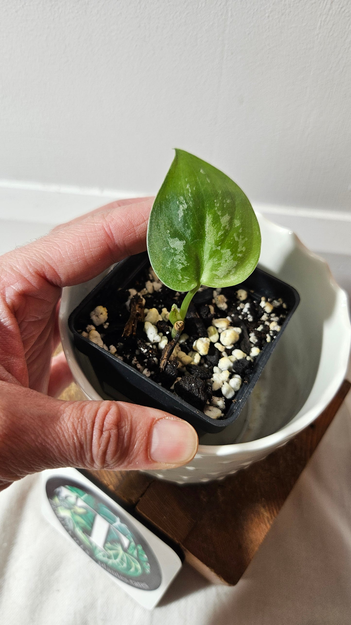 Scindapsus Baticon (SCI-840)