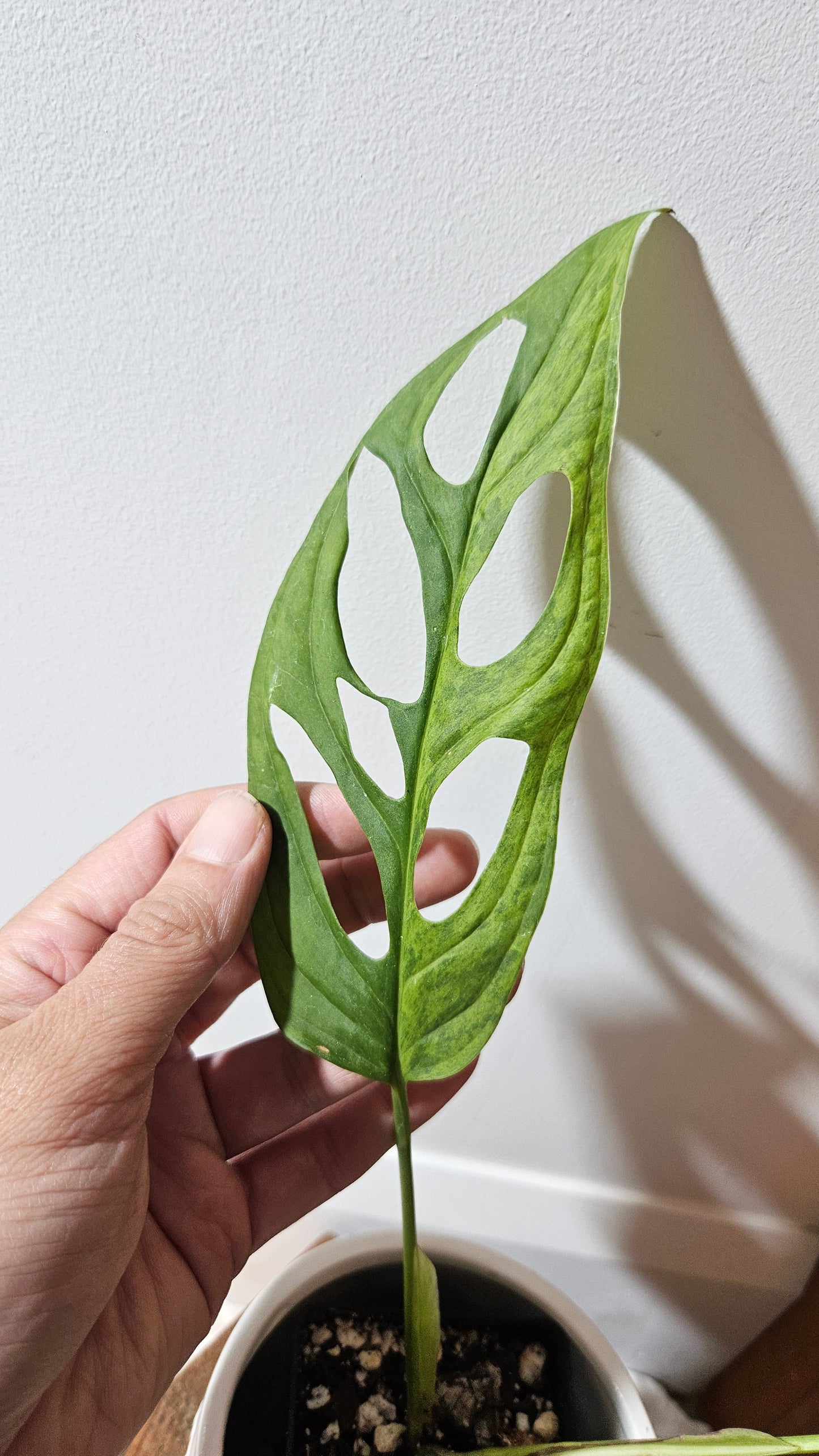 Monstera Andasonii Mint/Indo (MON-475)