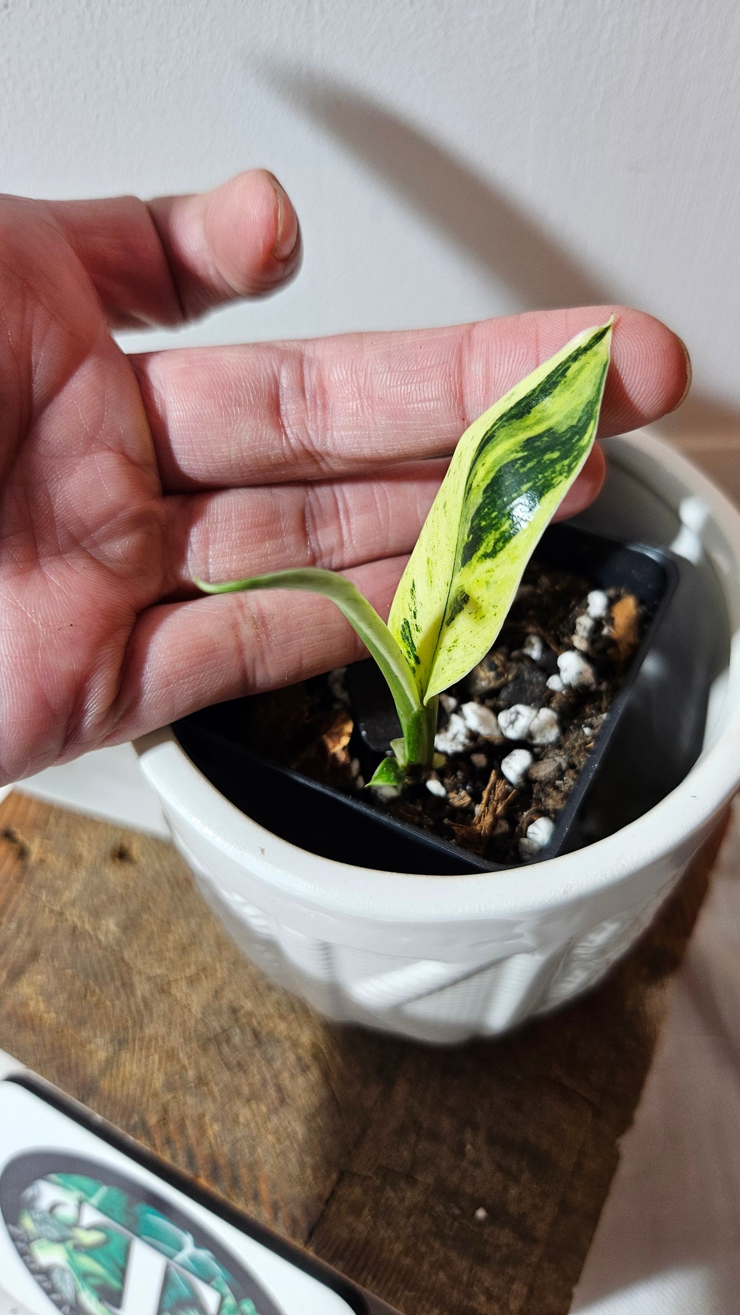 Rhaphidophora Elliptifolia Variegata (AUT-083)