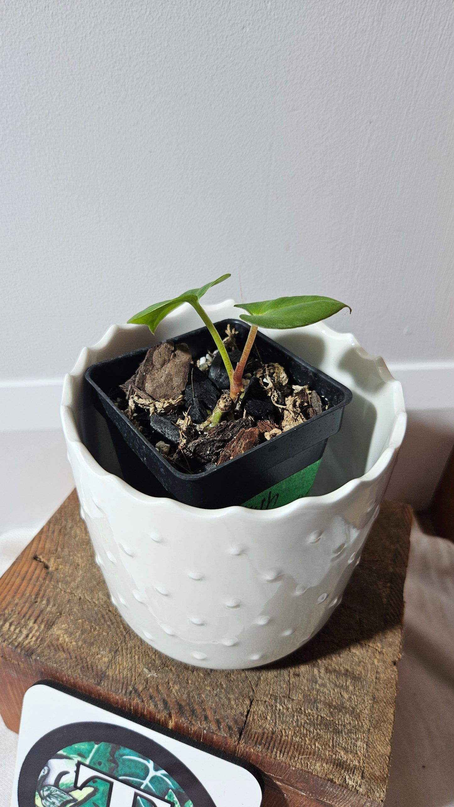 Anthurium Goliath "format SEEDLING" (ANT-467)