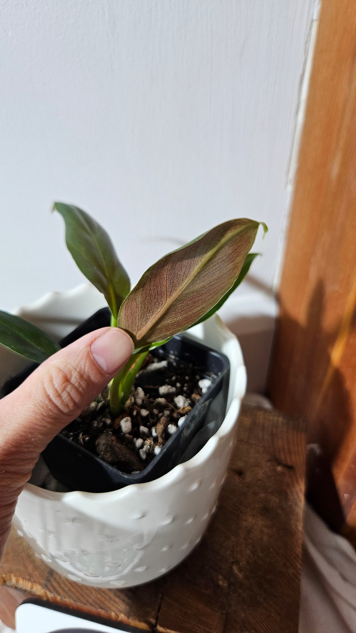 Philodendron Subhastatum Blood (PHI-840)