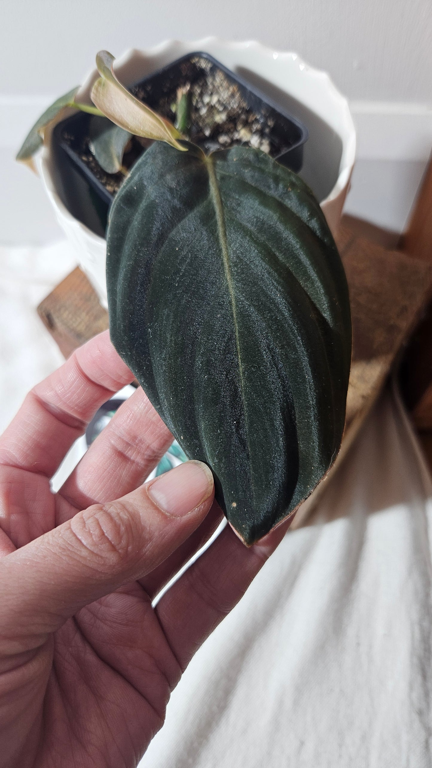 Philodendron Gigas (PHI-777)