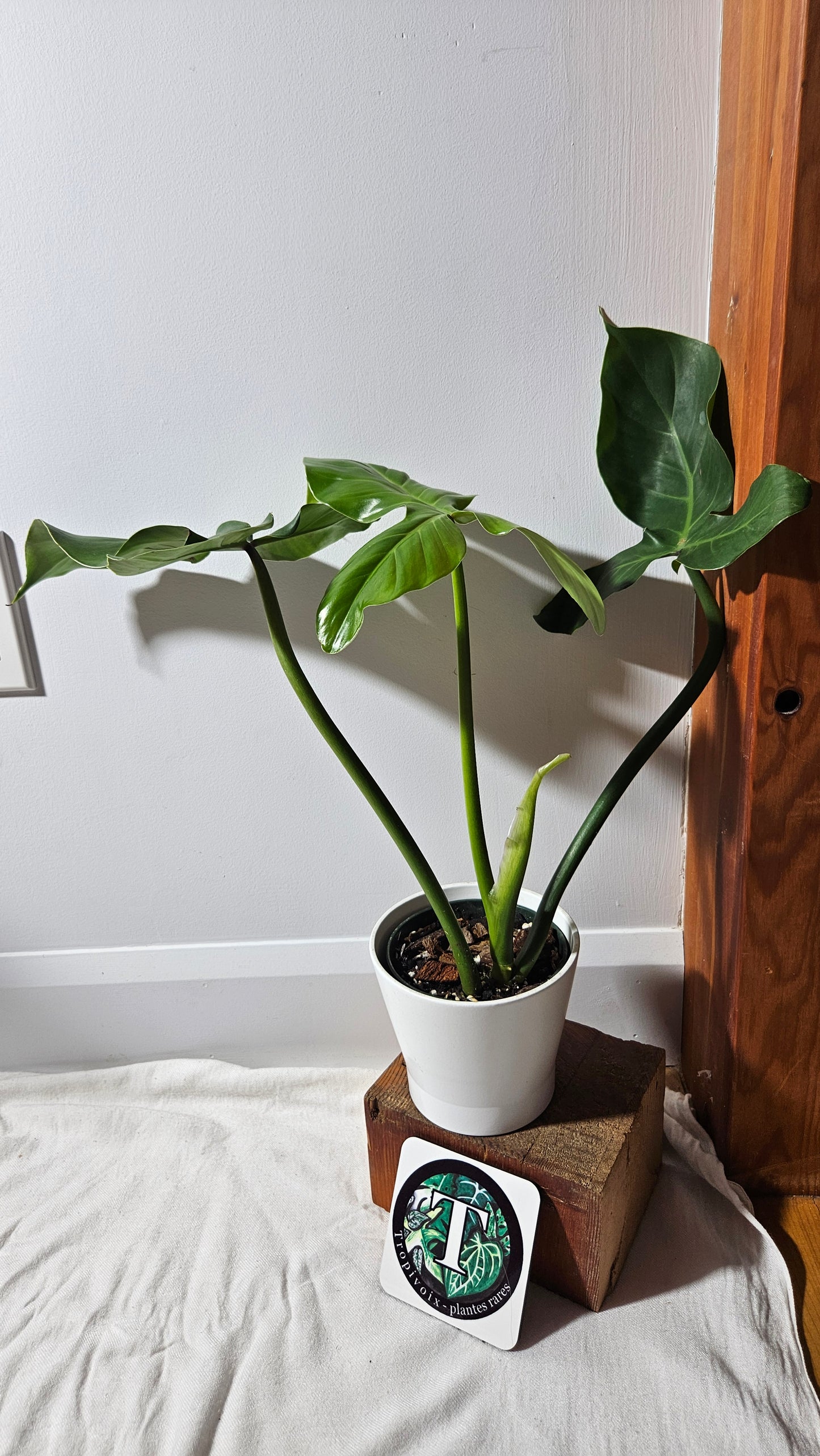Philodendron Santamartinense (PHI-936)
