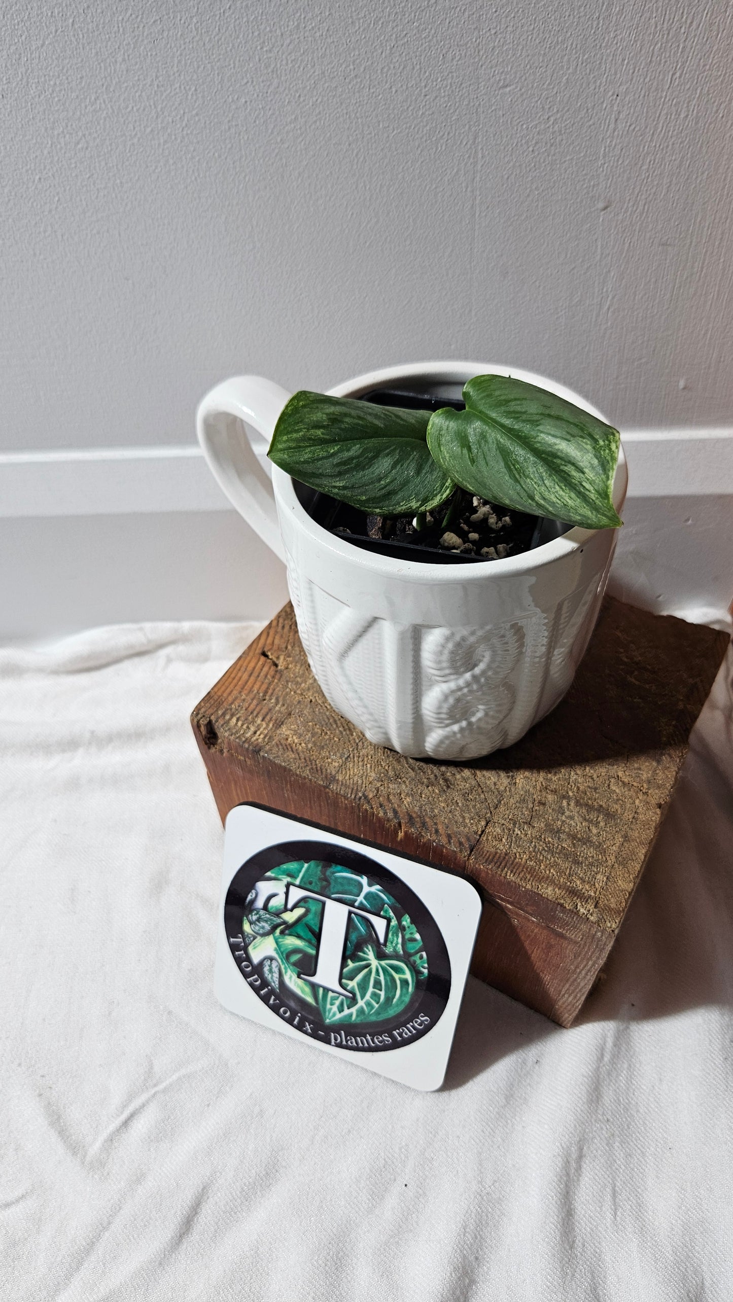 Scindapsus Moonlight SnowMint (SCI-1151)