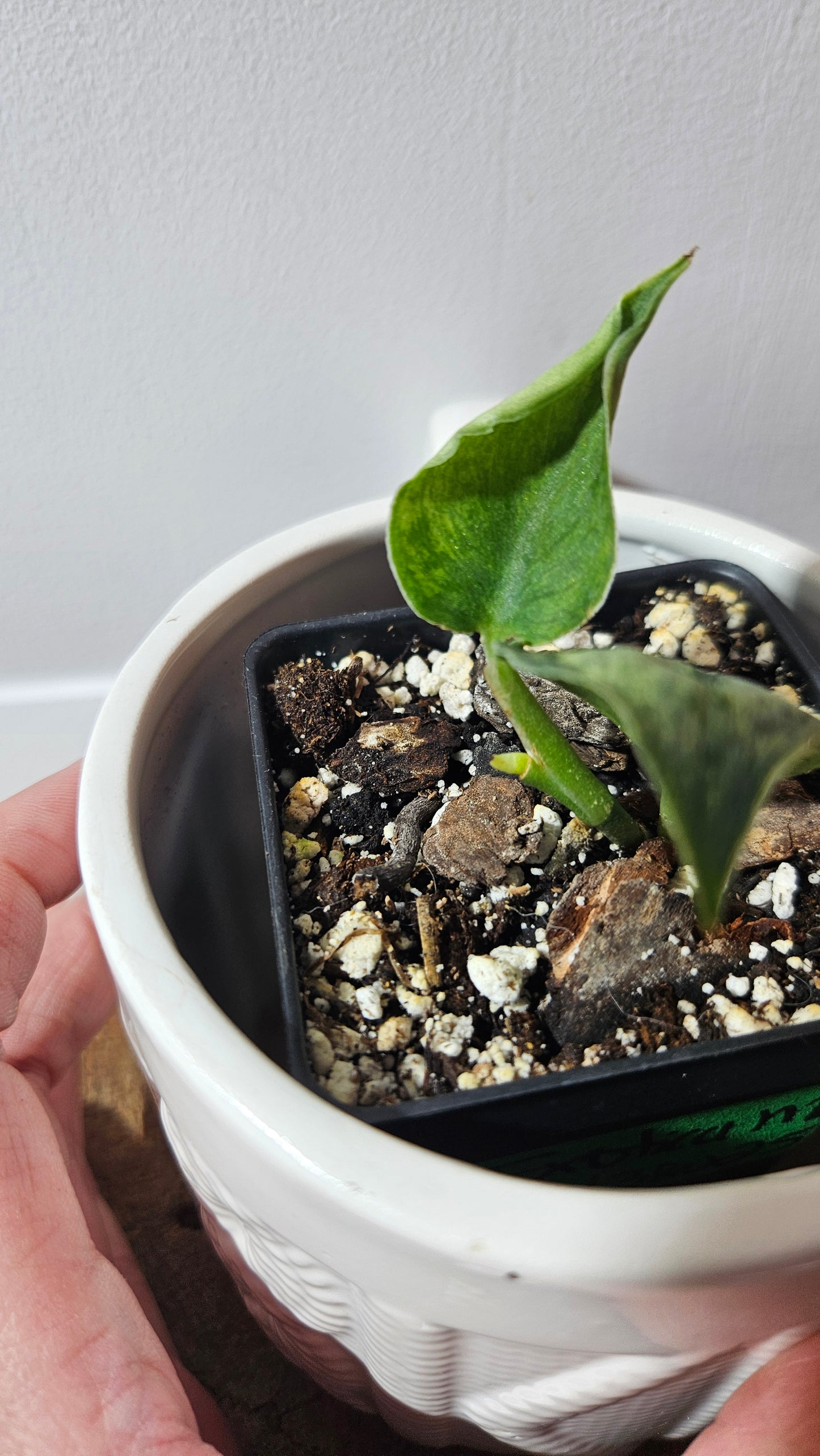 Scindapsus Exotica Mint (SCI-860)