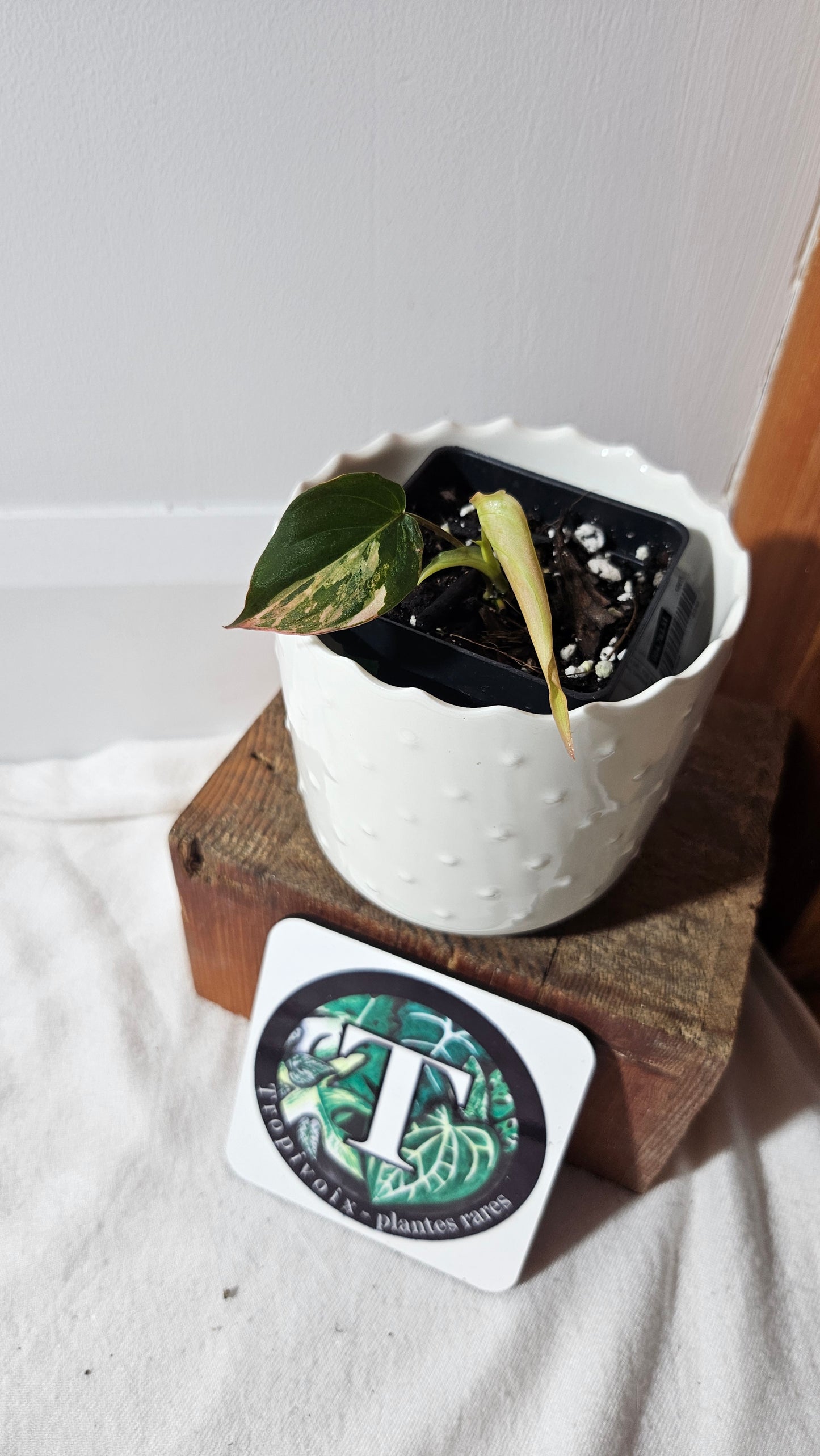 Philodendron Mican Variegata (PHI-789)
