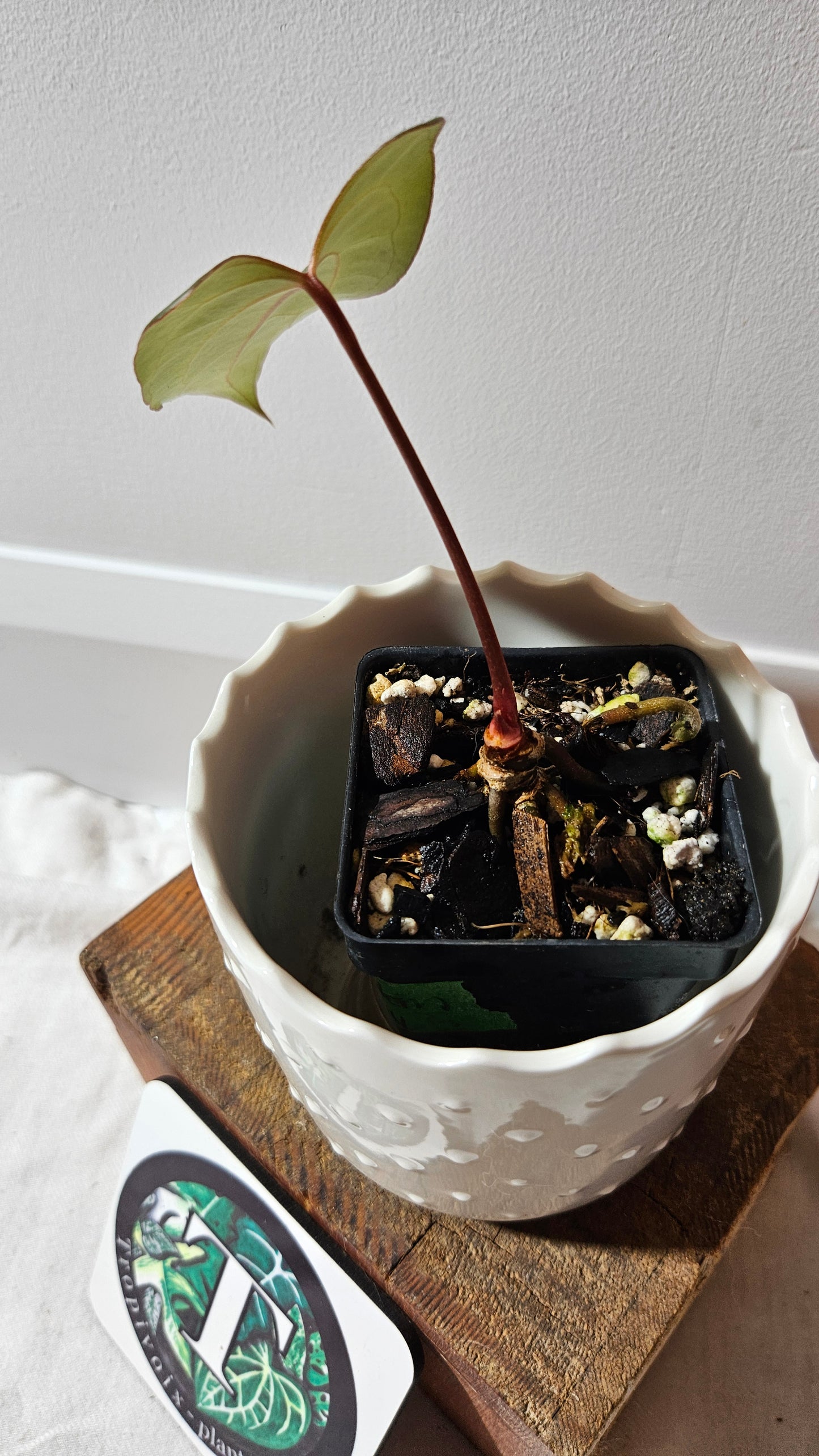 Anthurium Red Stem "format PETIT" (ANT-512)