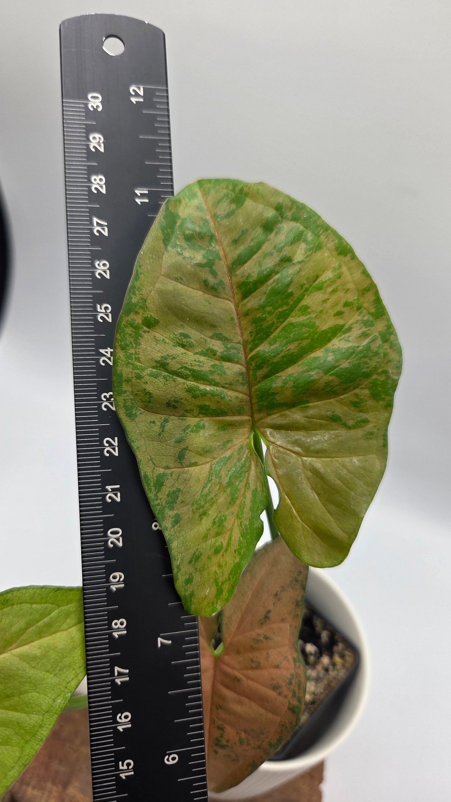 Syngonium Pink Flecked (SYN-518)