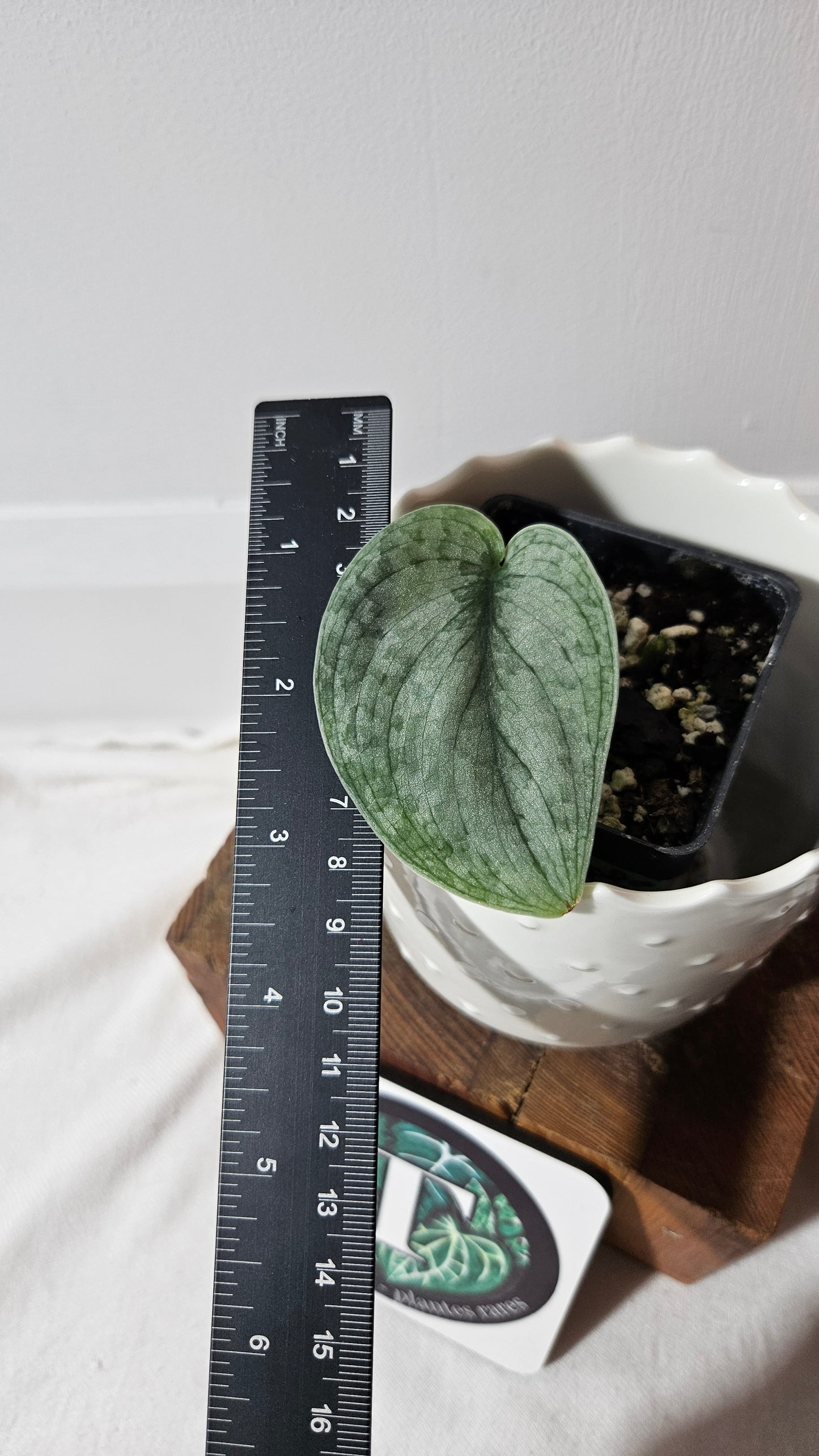 Scindapsus Silver Splash (SCI-1033)