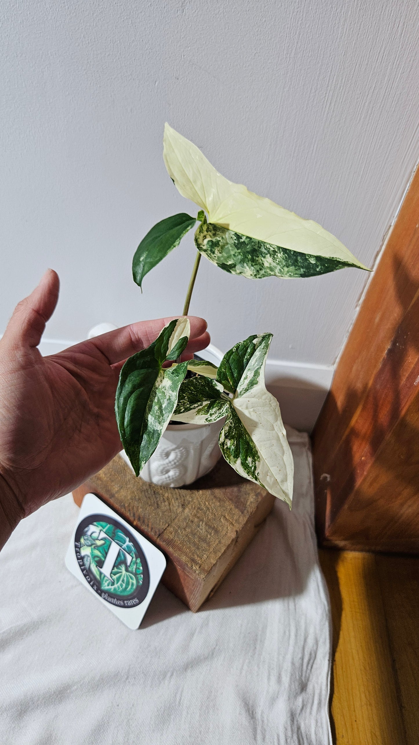 Syngonium Albo (SYN-327)