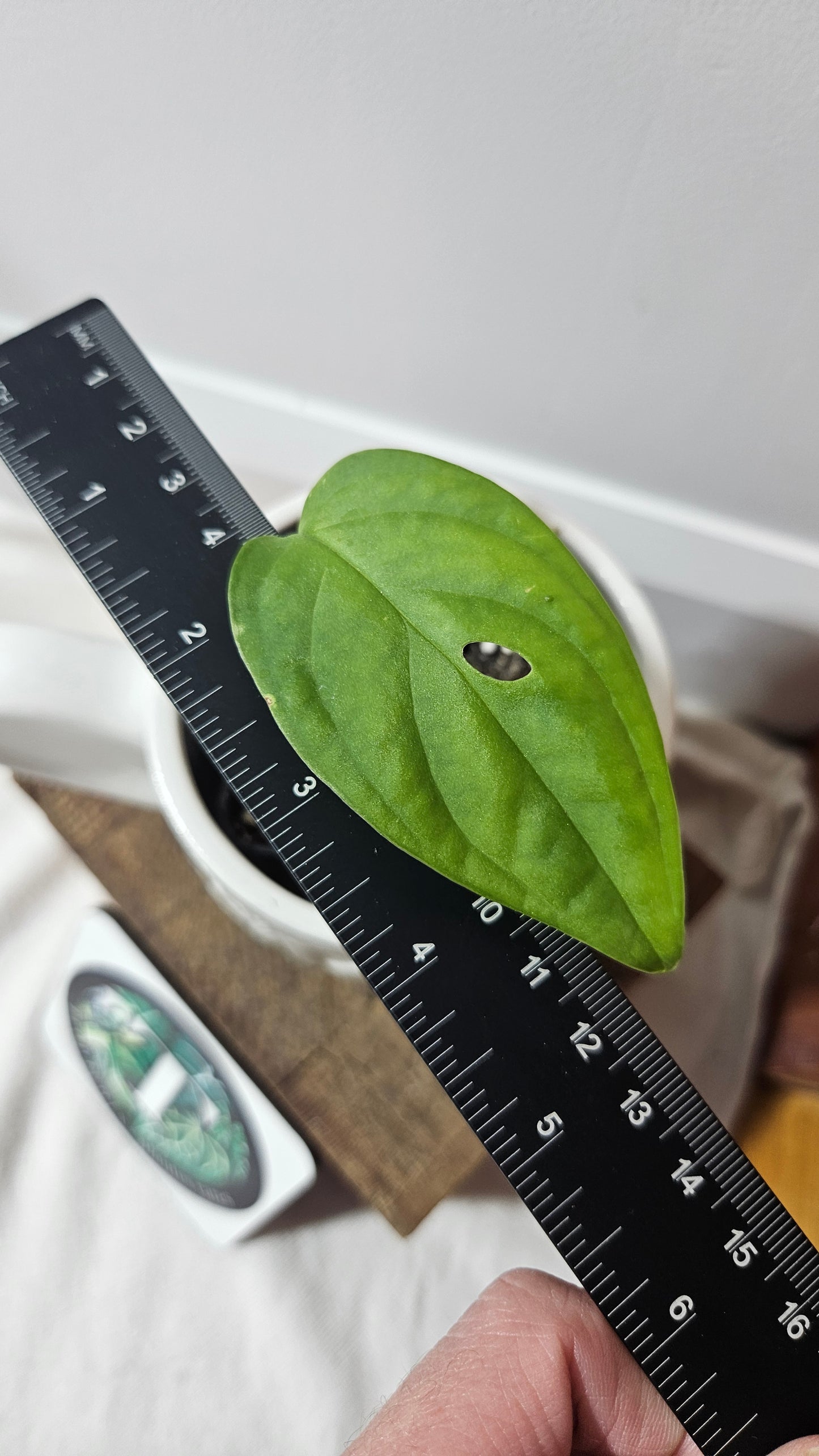 Monstera Skeleton (MON-380)