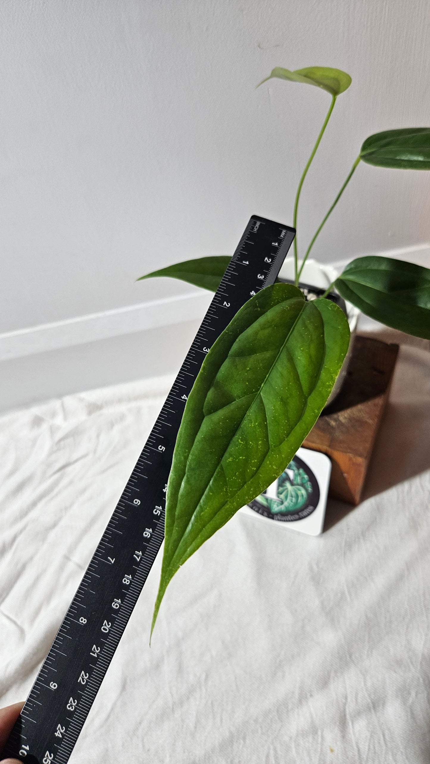 Anthurium Warocqueanum X Esmeraldas "format MOYEN"(ANT-428)