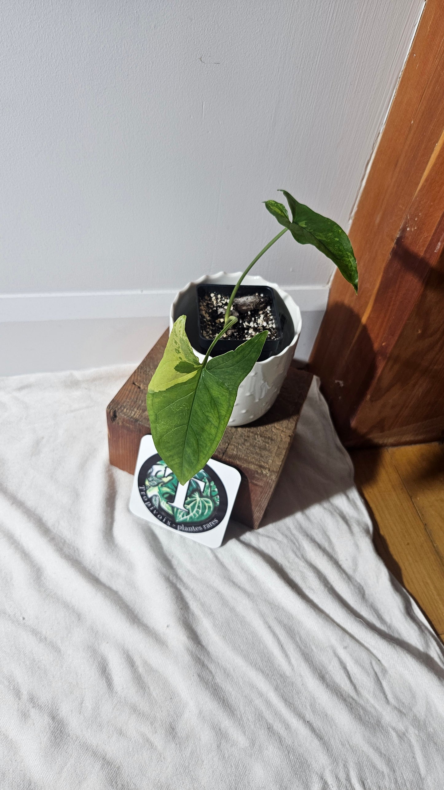 Syngonium Faustina Mint (SYN-411)