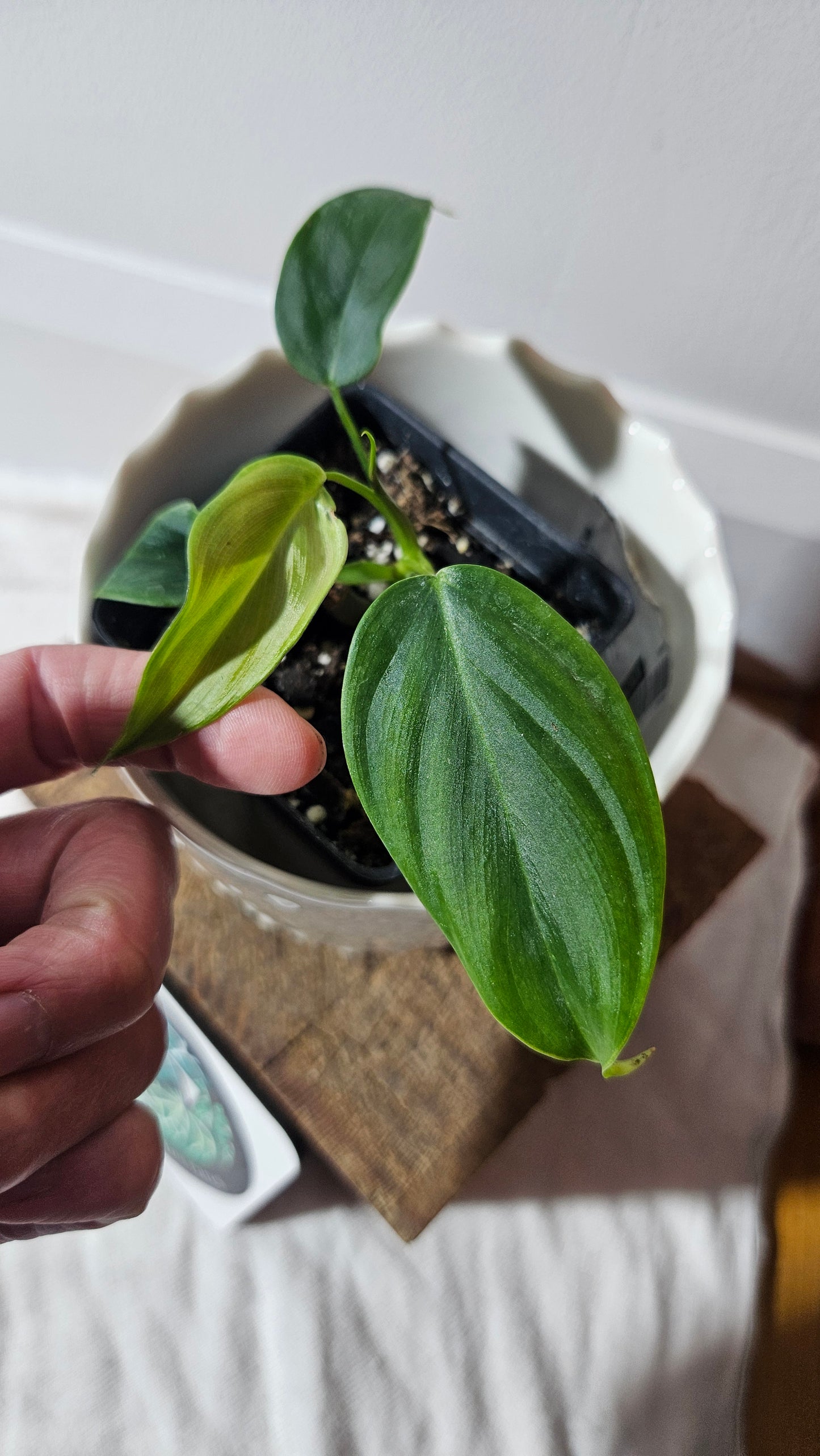 Philodendron Tenue (PHI-769)