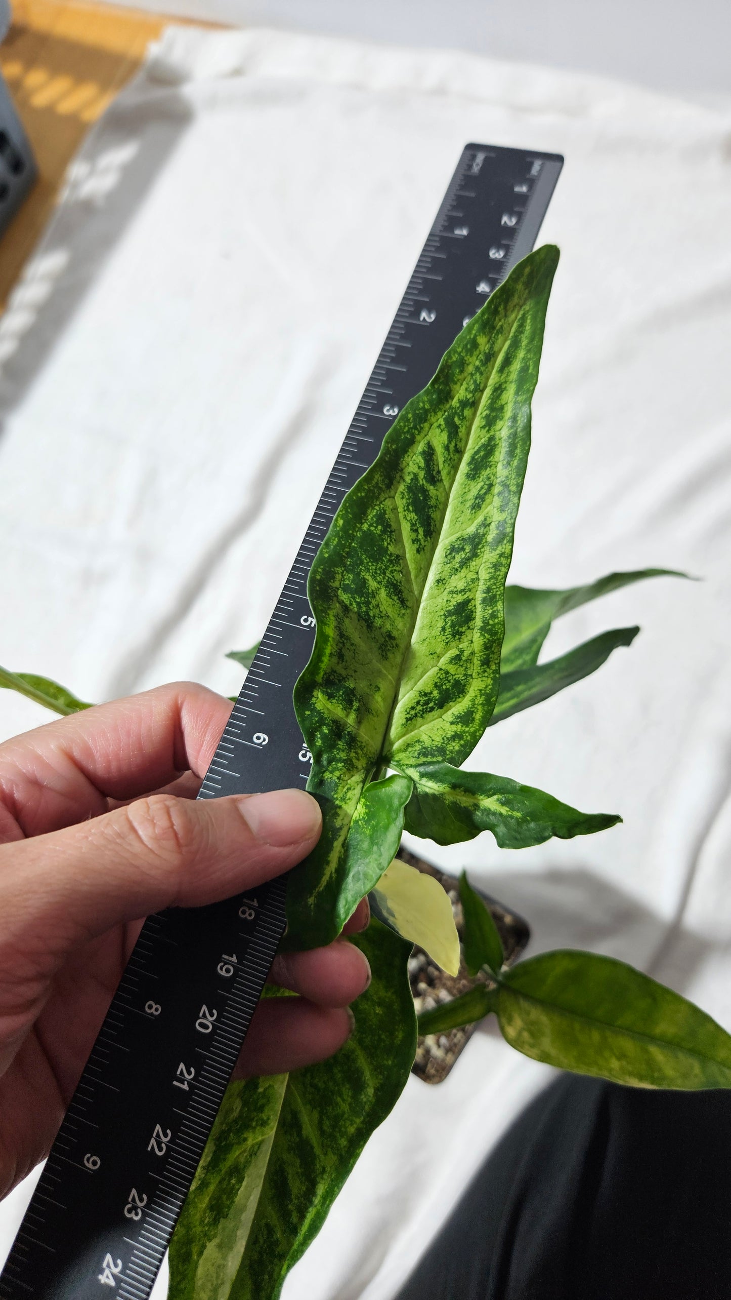 Syngonium Angustatum Albo (SYN-136)