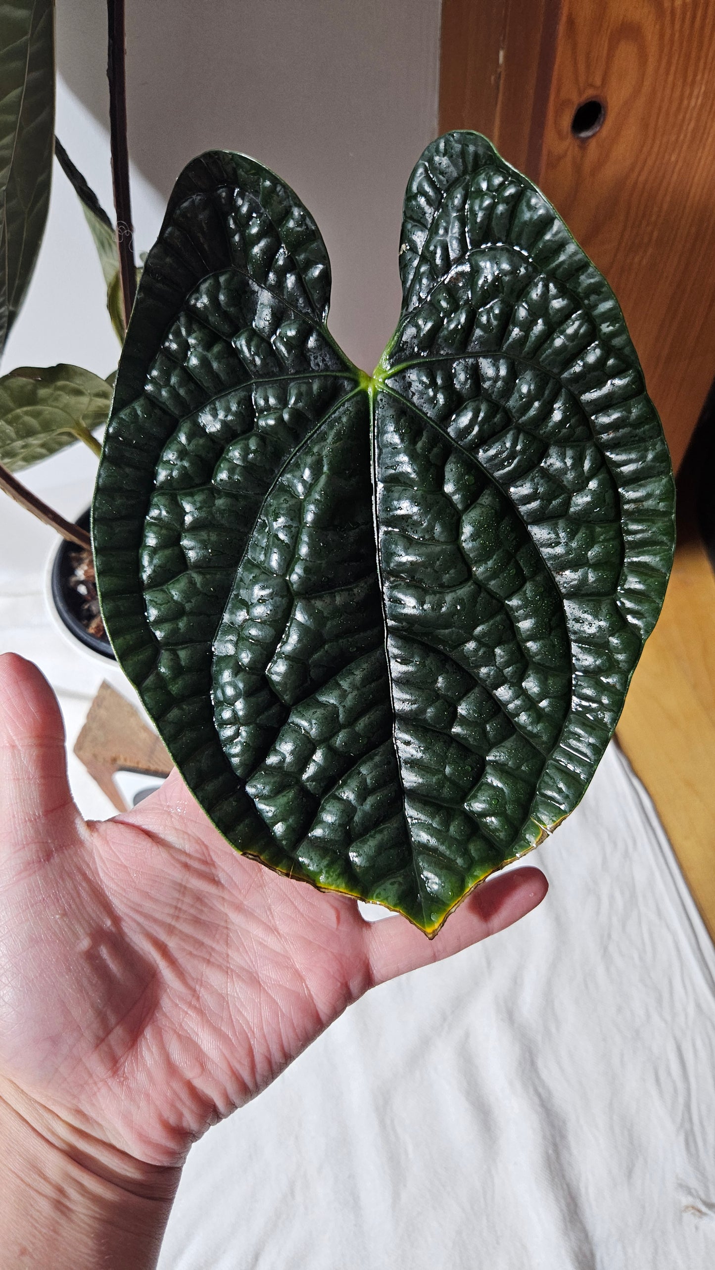 Anthurium Luxurians Dark "format XLARGE" (ANT-422)