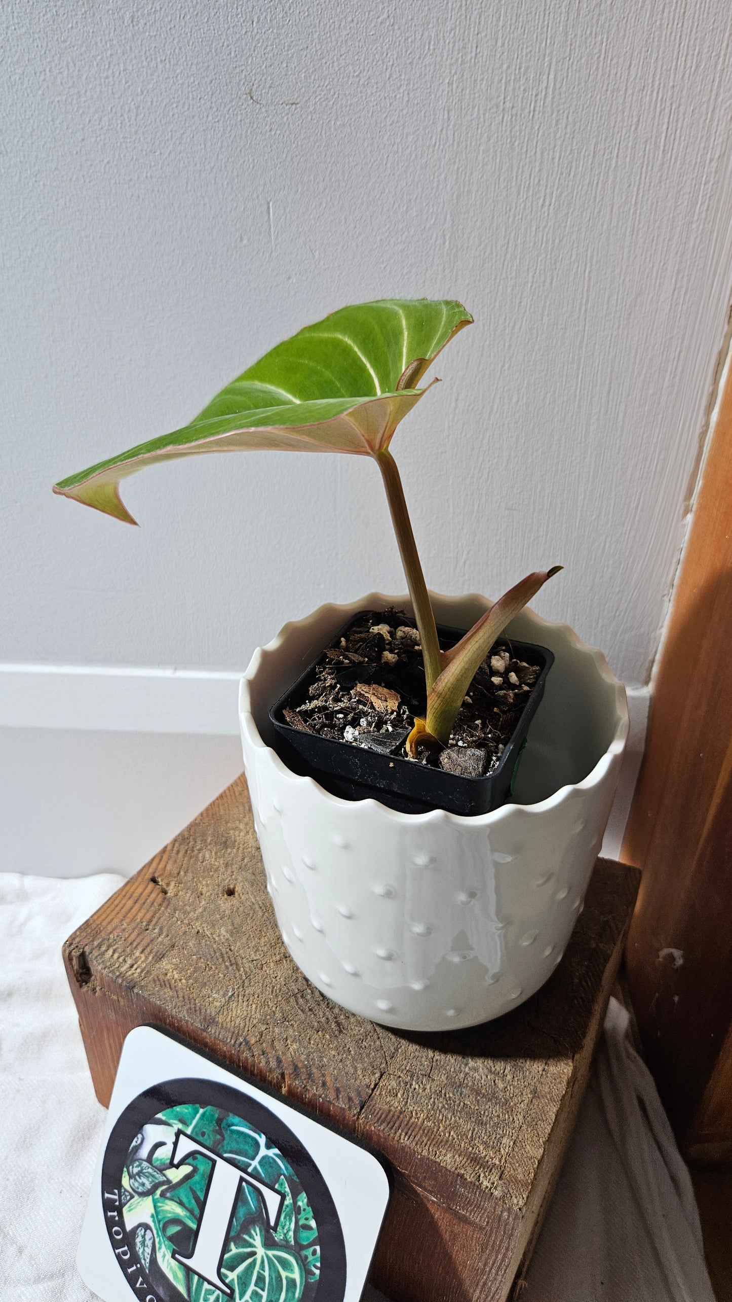 Philodendron Gloriosum Pink (PHI-876)