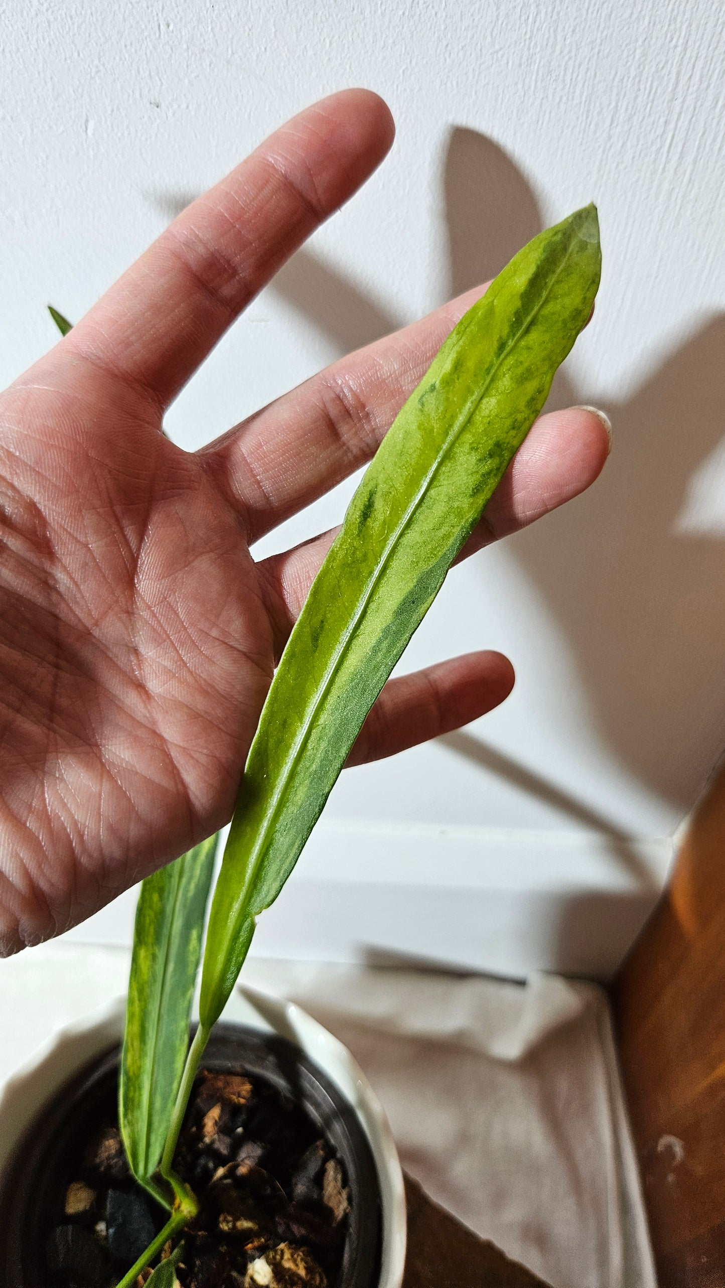 Anthurium Vittarifolium Variegata "format MOYEN"(ANT-310)
