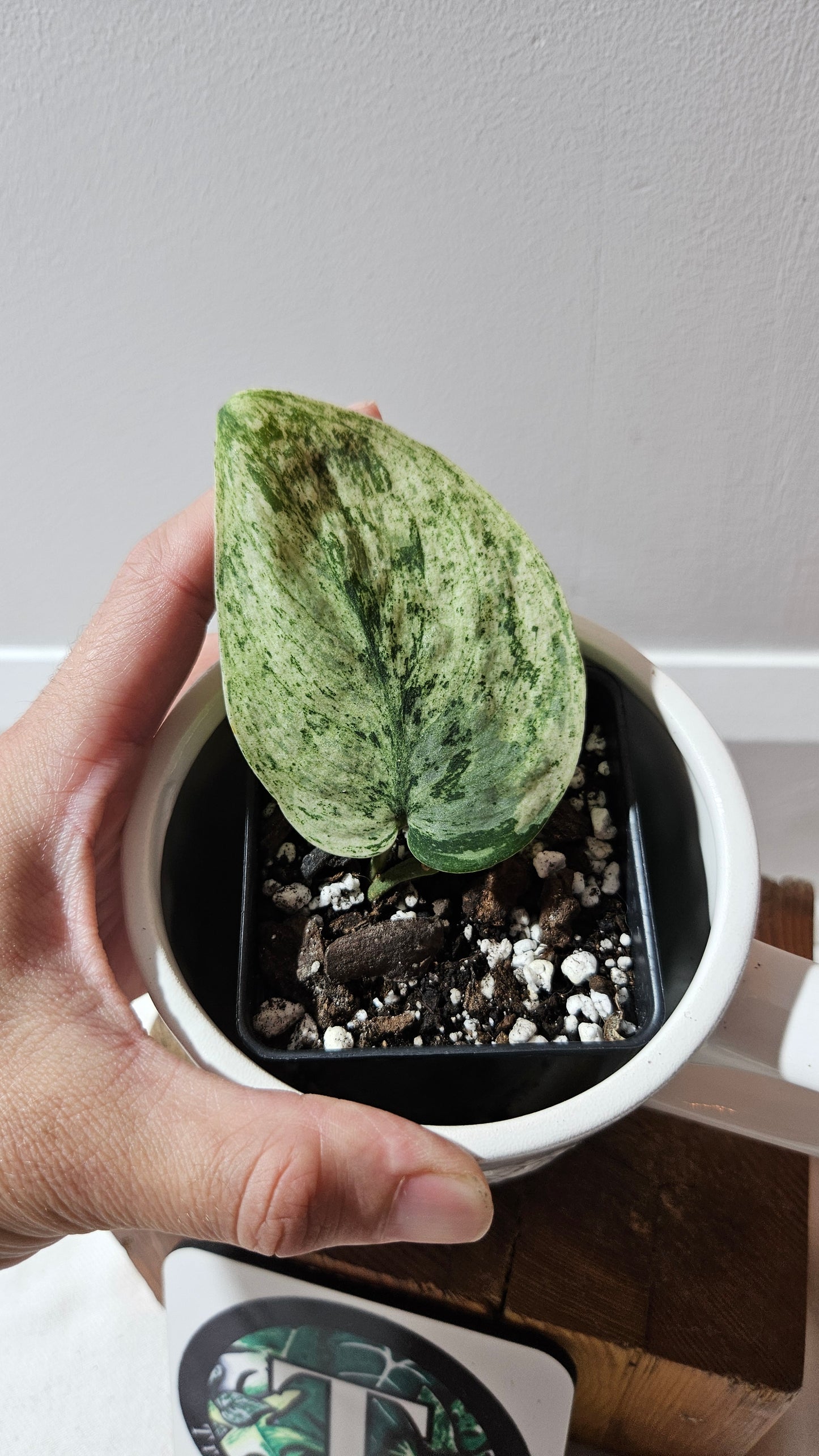 Scindapsus Silver Cloud variegata (SCI-1237)