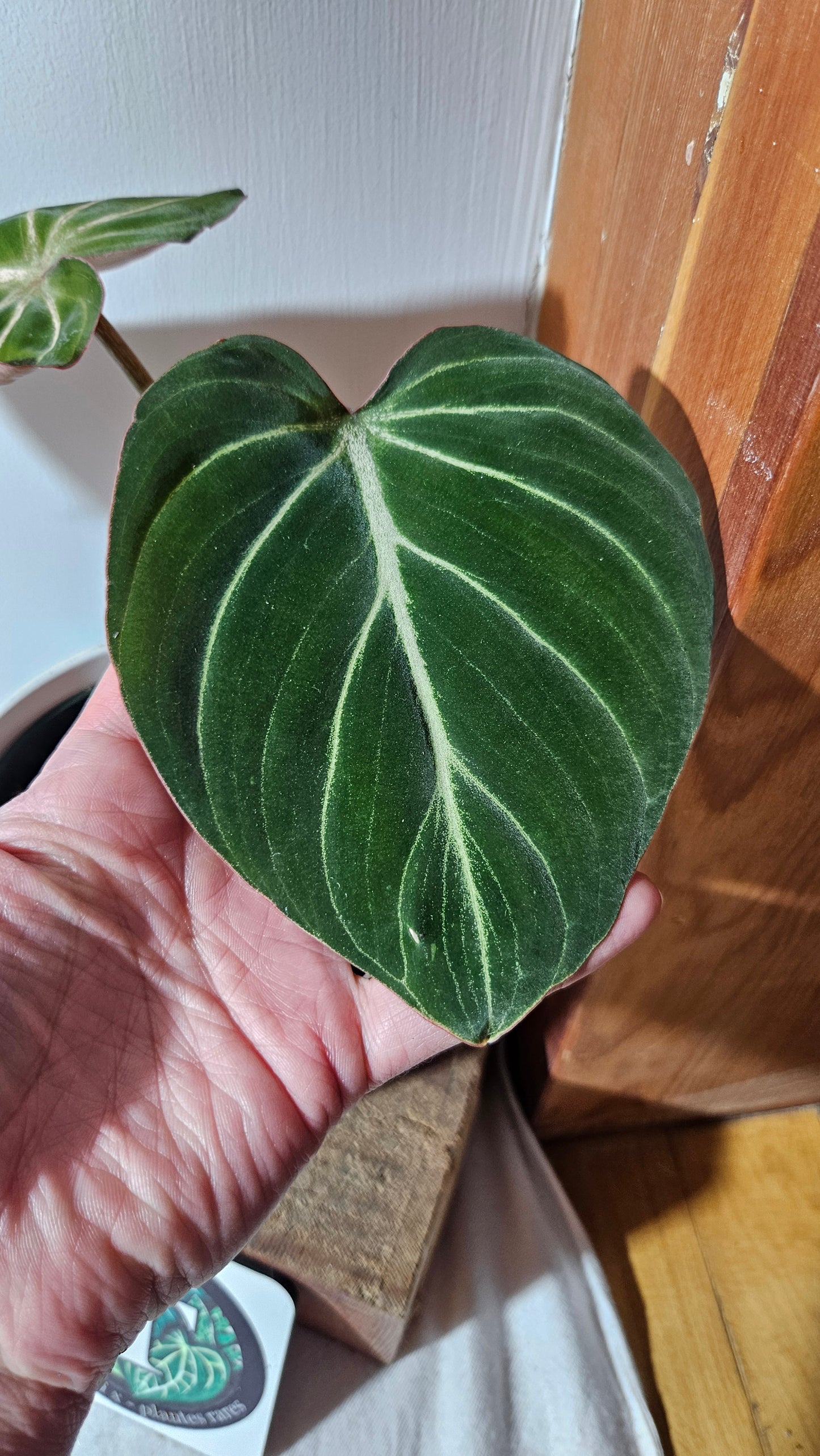 Philodendron Gloriosum Zebra (PHI-783)