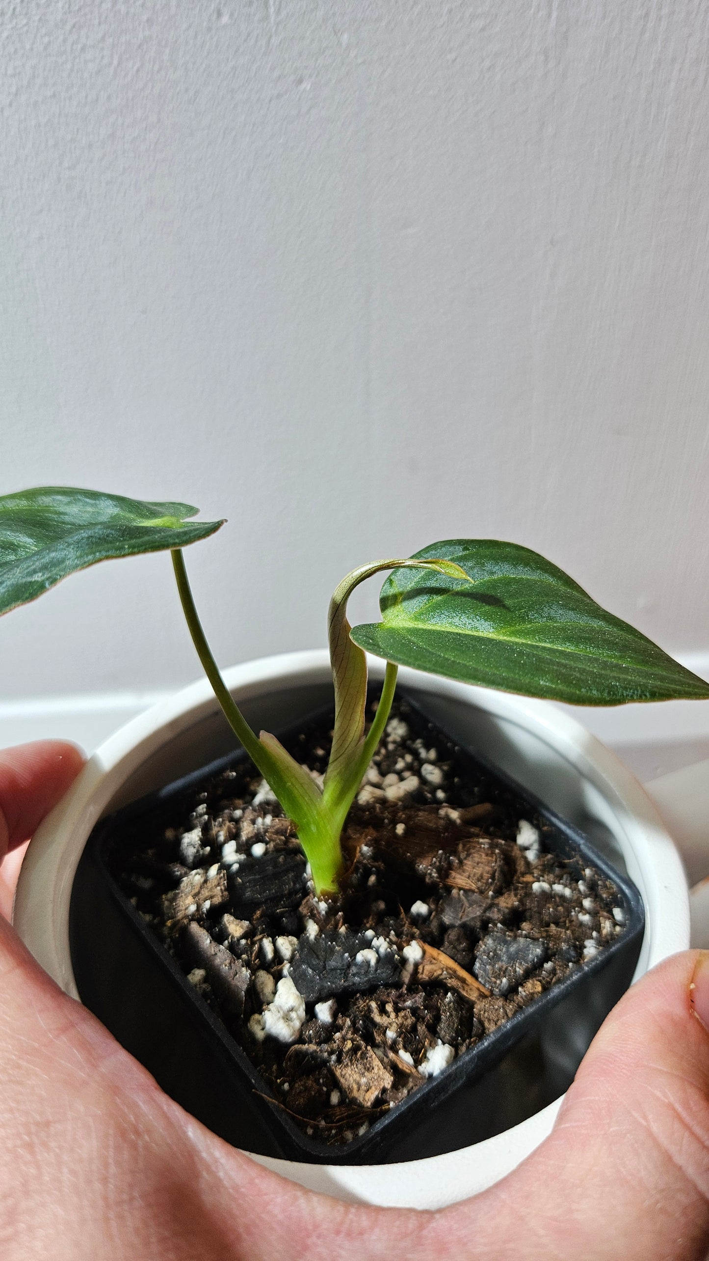 Philodendron Glorious (PHI-903)