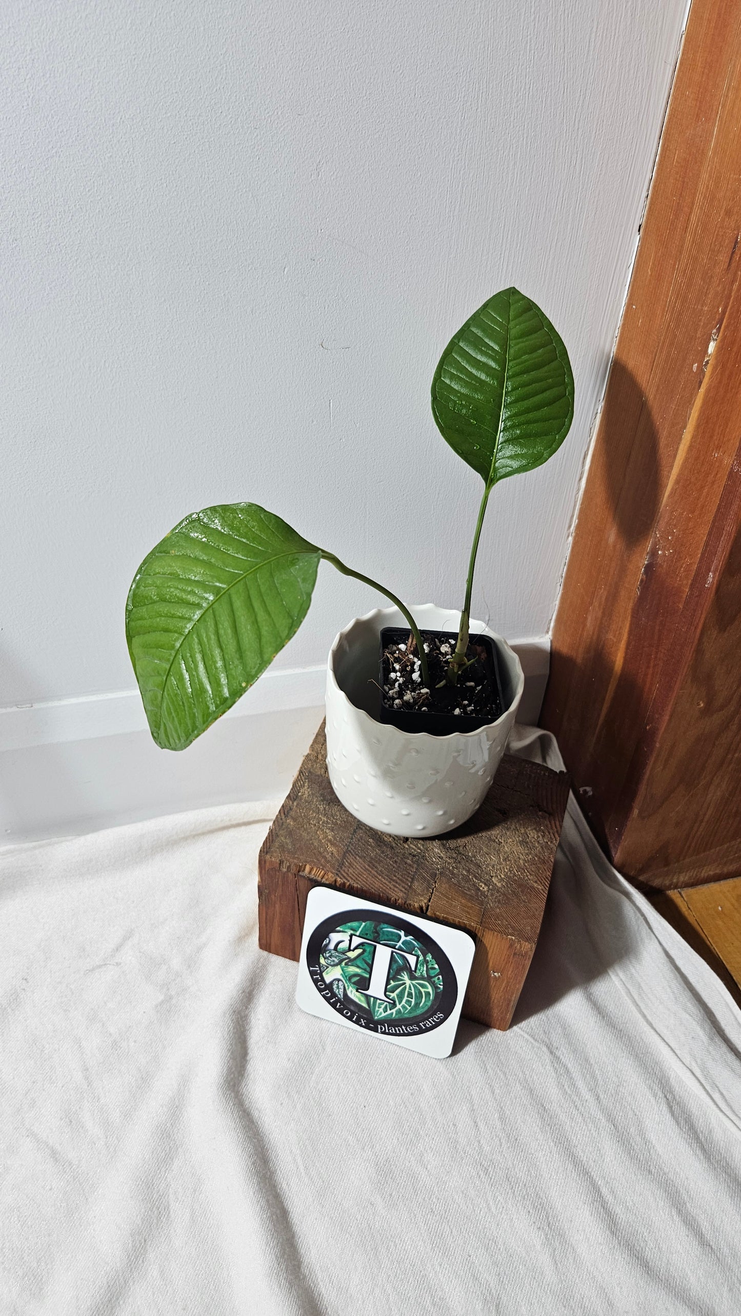 Anthurium Umbricola "format MOYEN" (ANT-323)