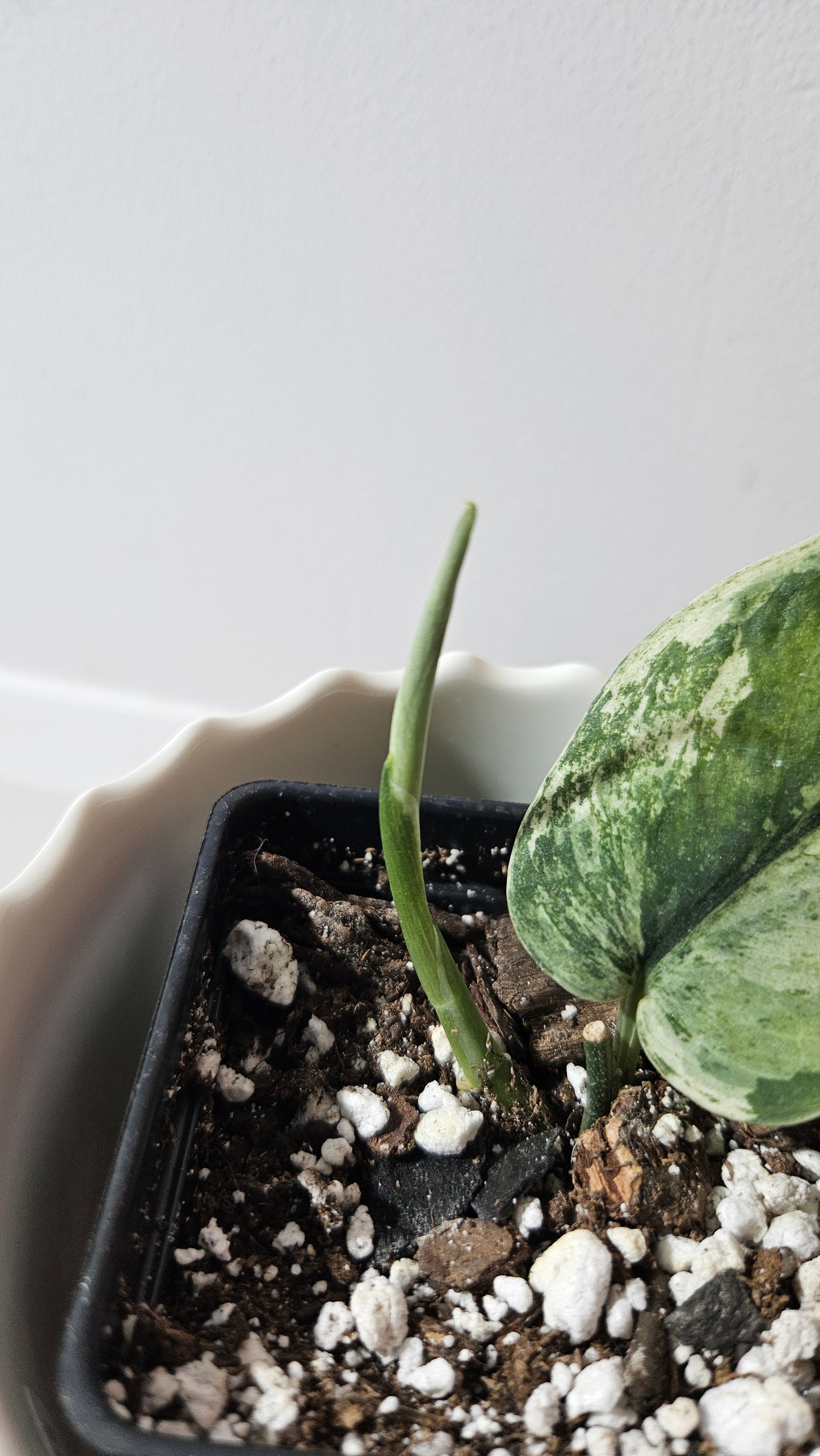 Scindapsus Silver Splash Variegata (SCI-776)
