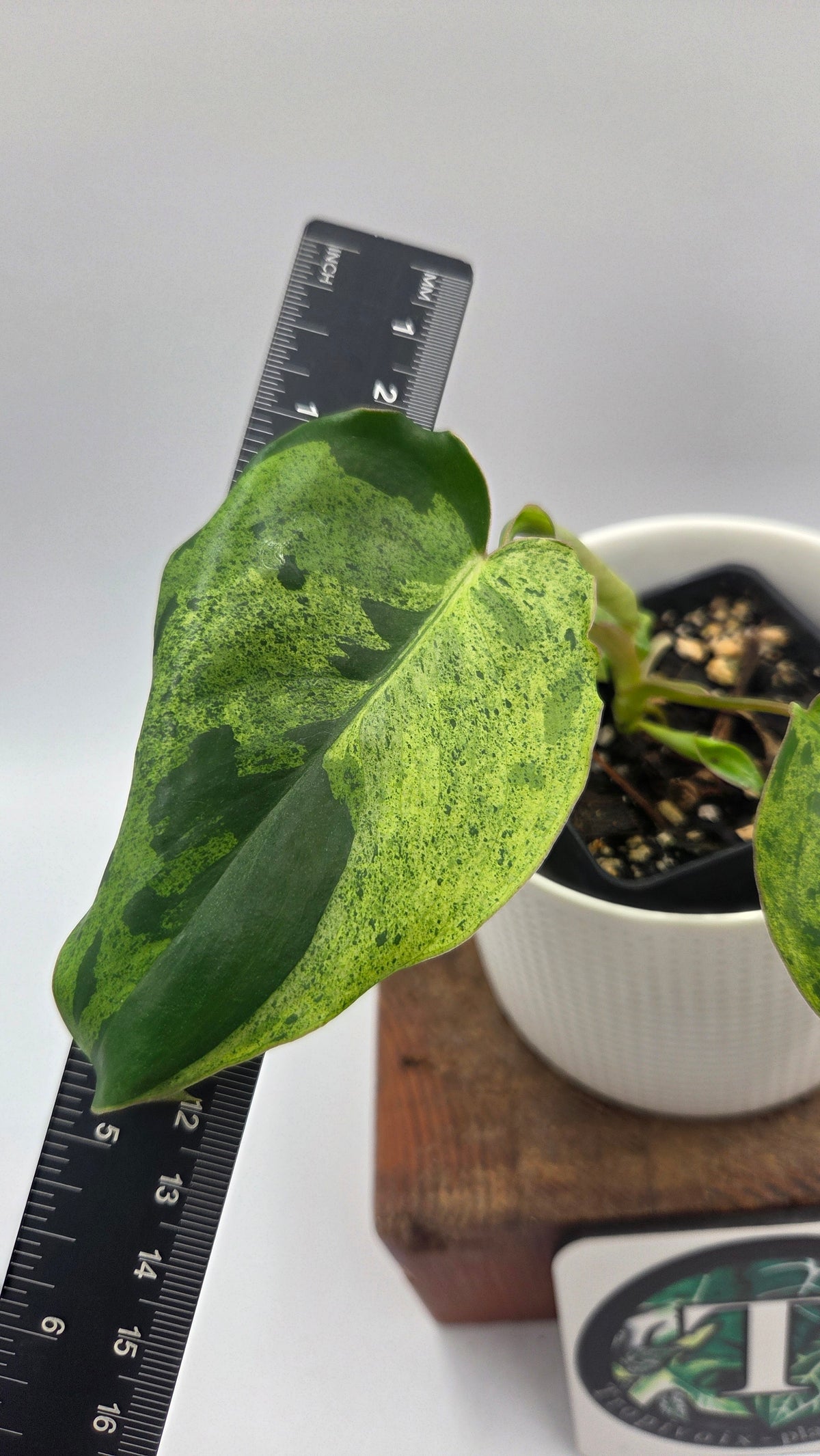Philodendron BurleMarx Variegata X Paraiso Verde (PHI-1088)