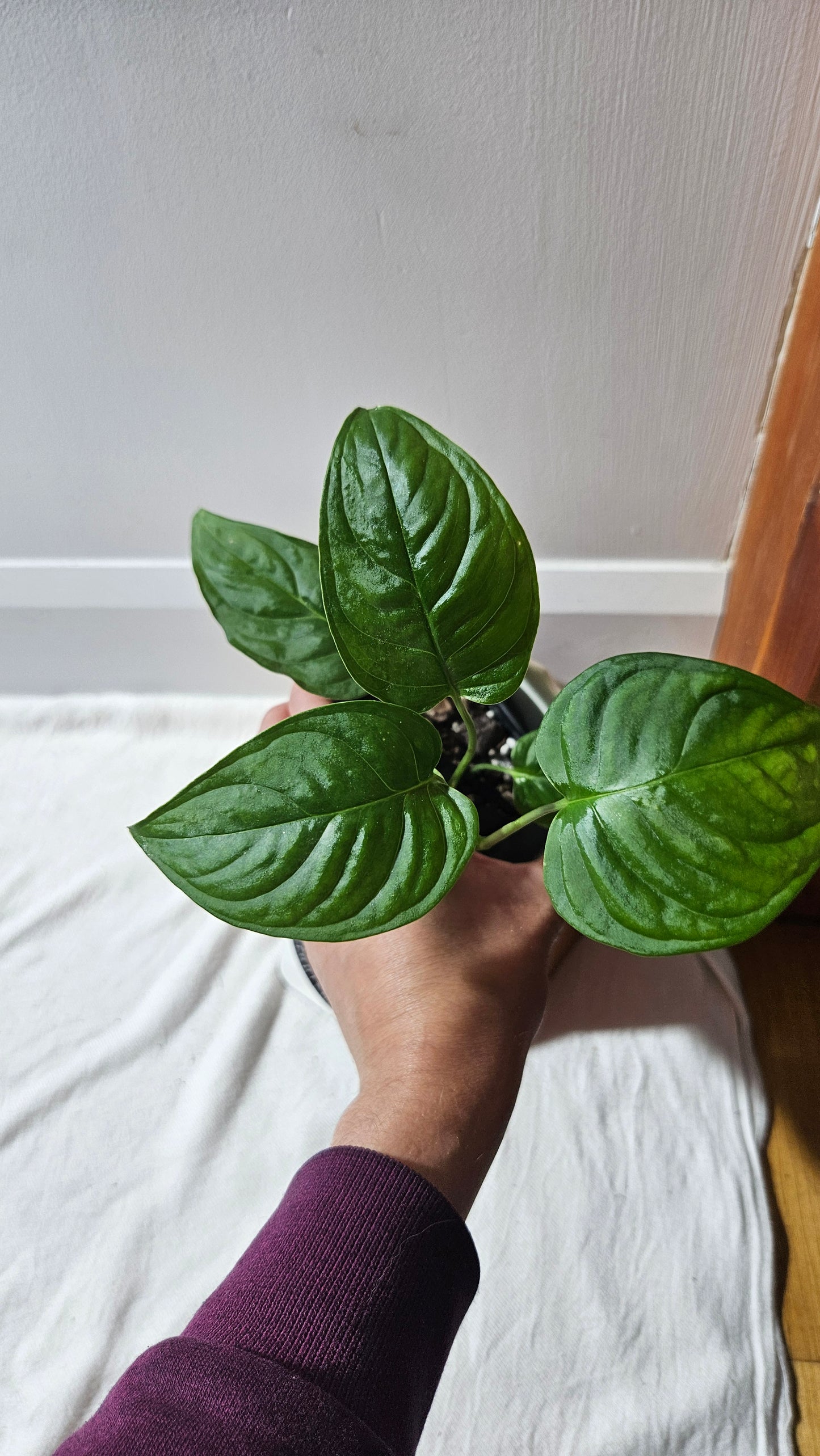 Monstera Obliqua Aff Esmeraldense Golden (MON-441)