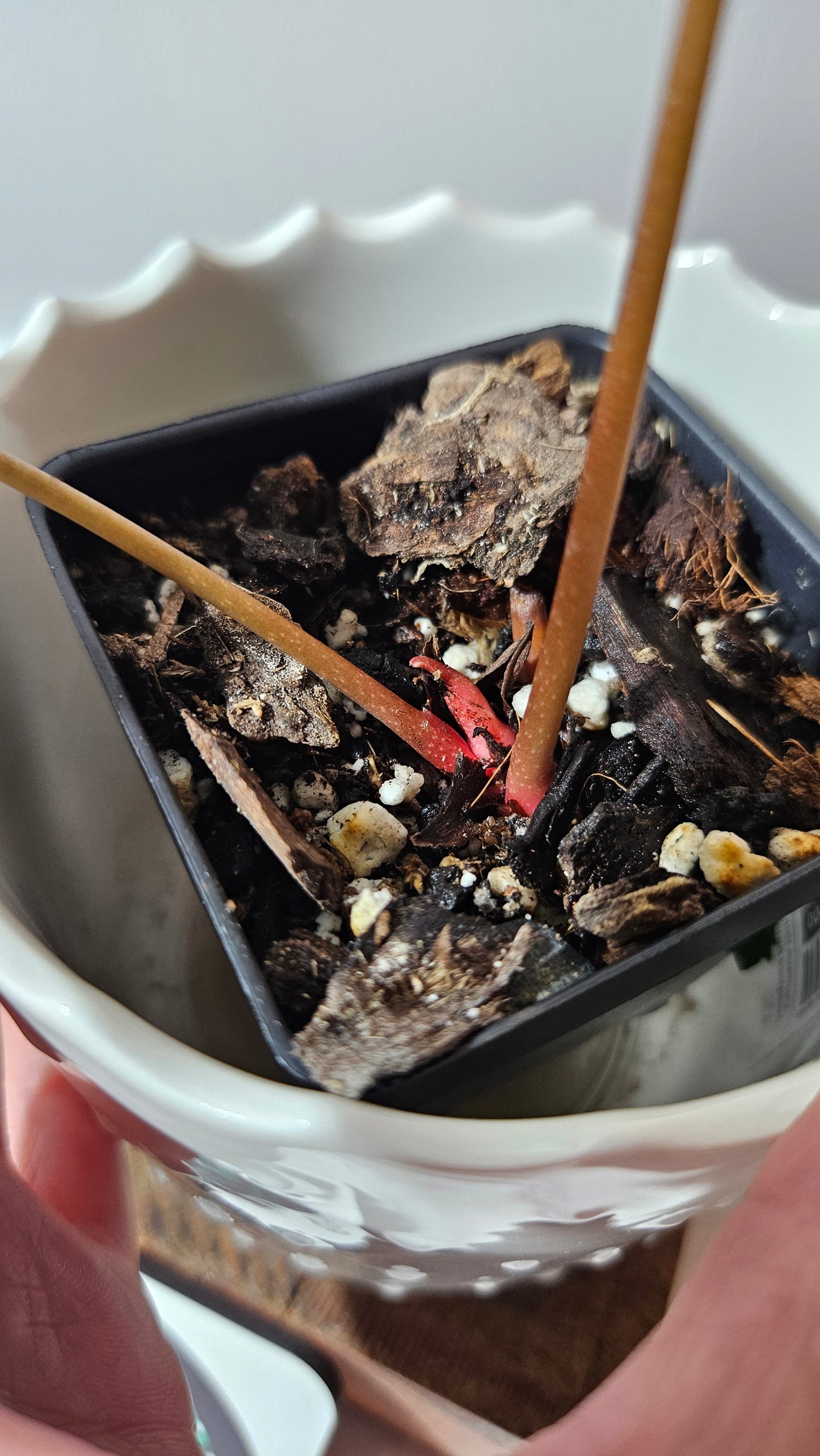 Anthurium Hoffmanii Red Dot (ANT-468)