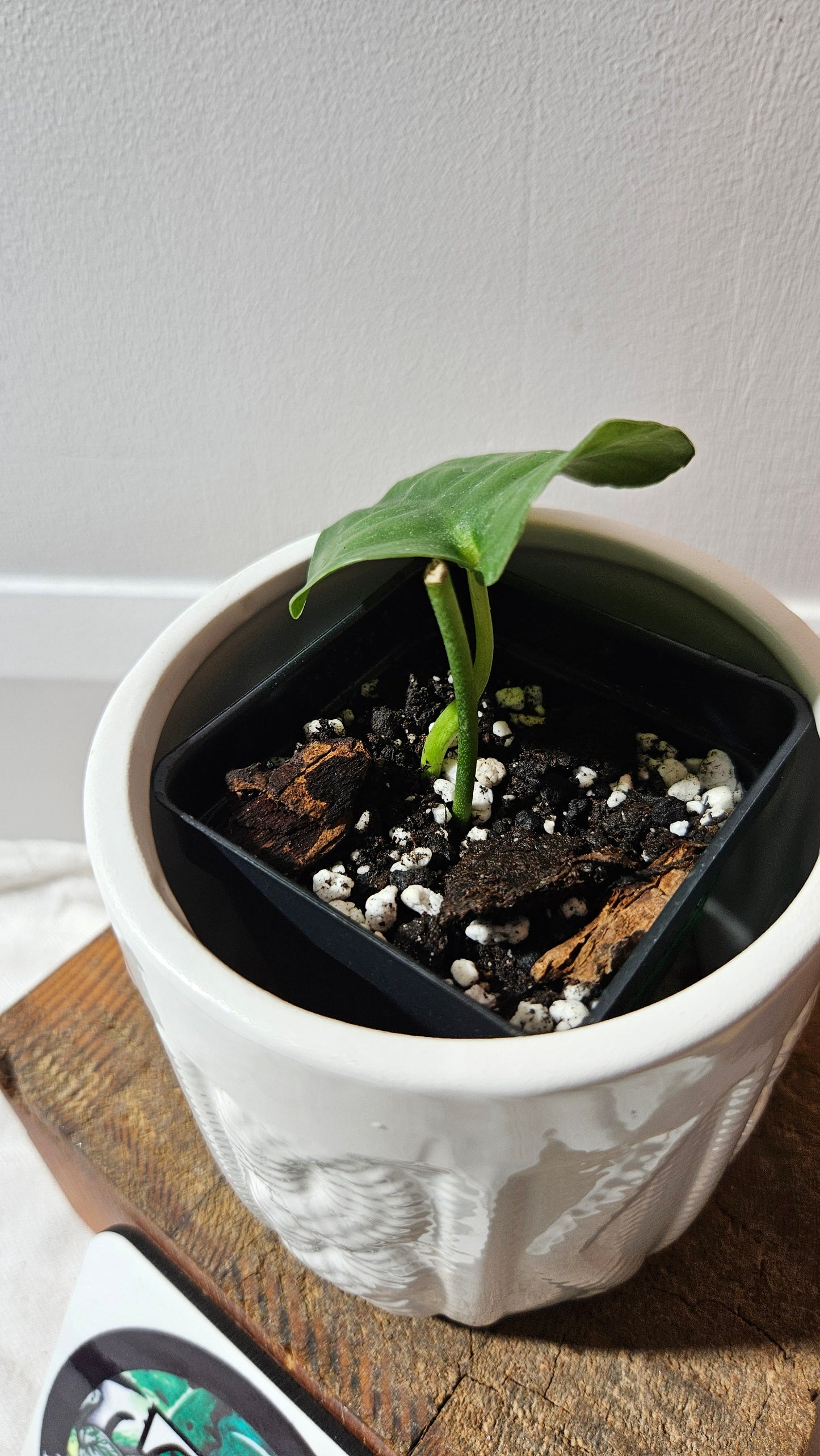 Scindapsus Lucens (SCI-1176)