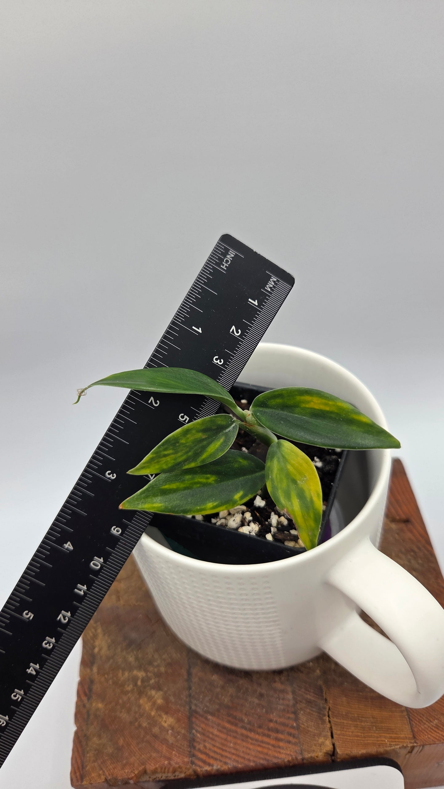 Scindapsus Coriaceus Aurea (SCI-939)