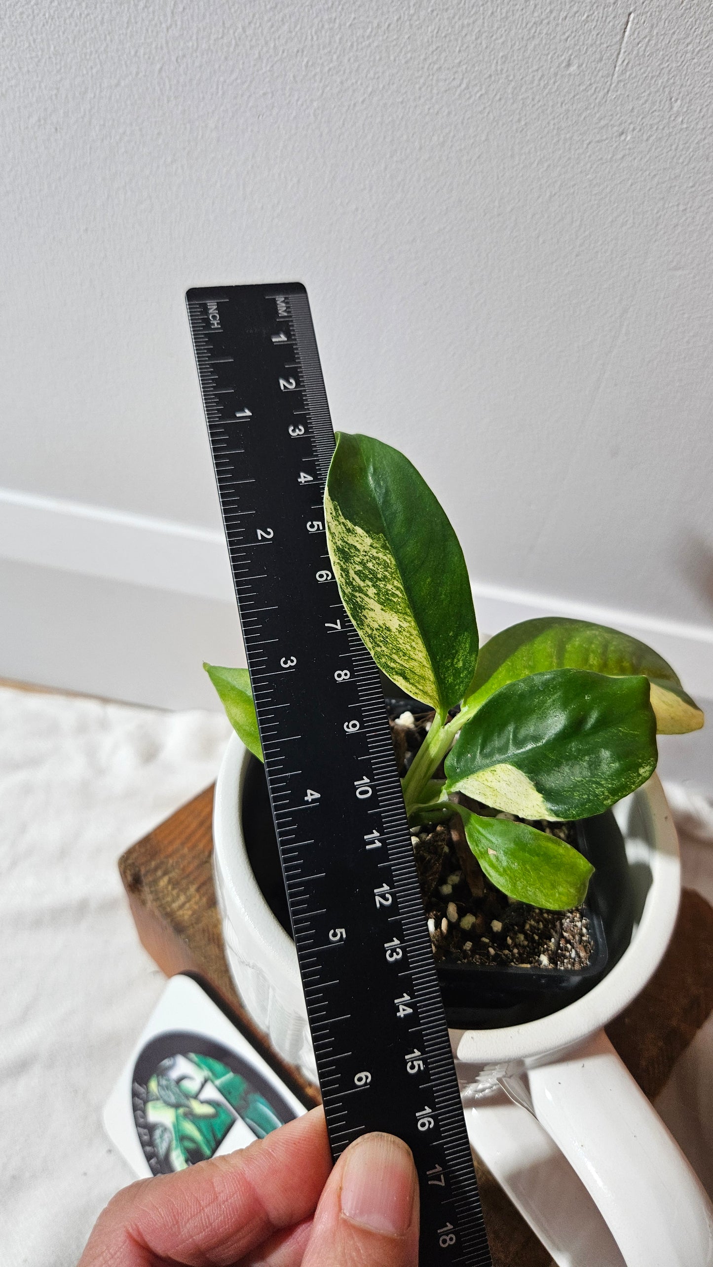 Rhaphidophora Puberula Variegata (AUT-081)