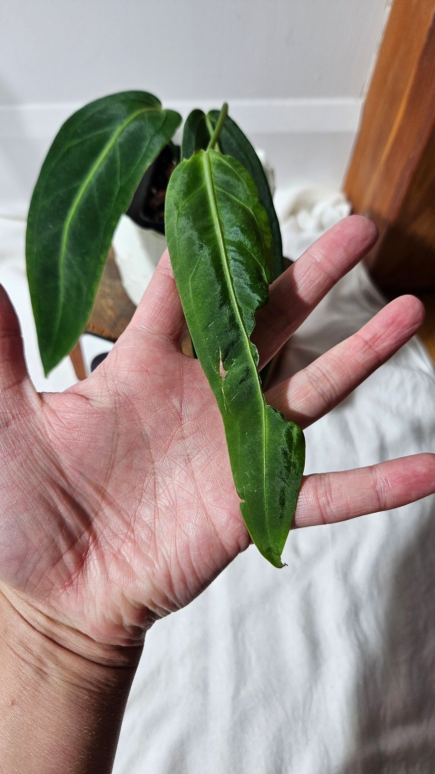 Anthurium Warocqueanum "format MOYEN"(ANT-423)