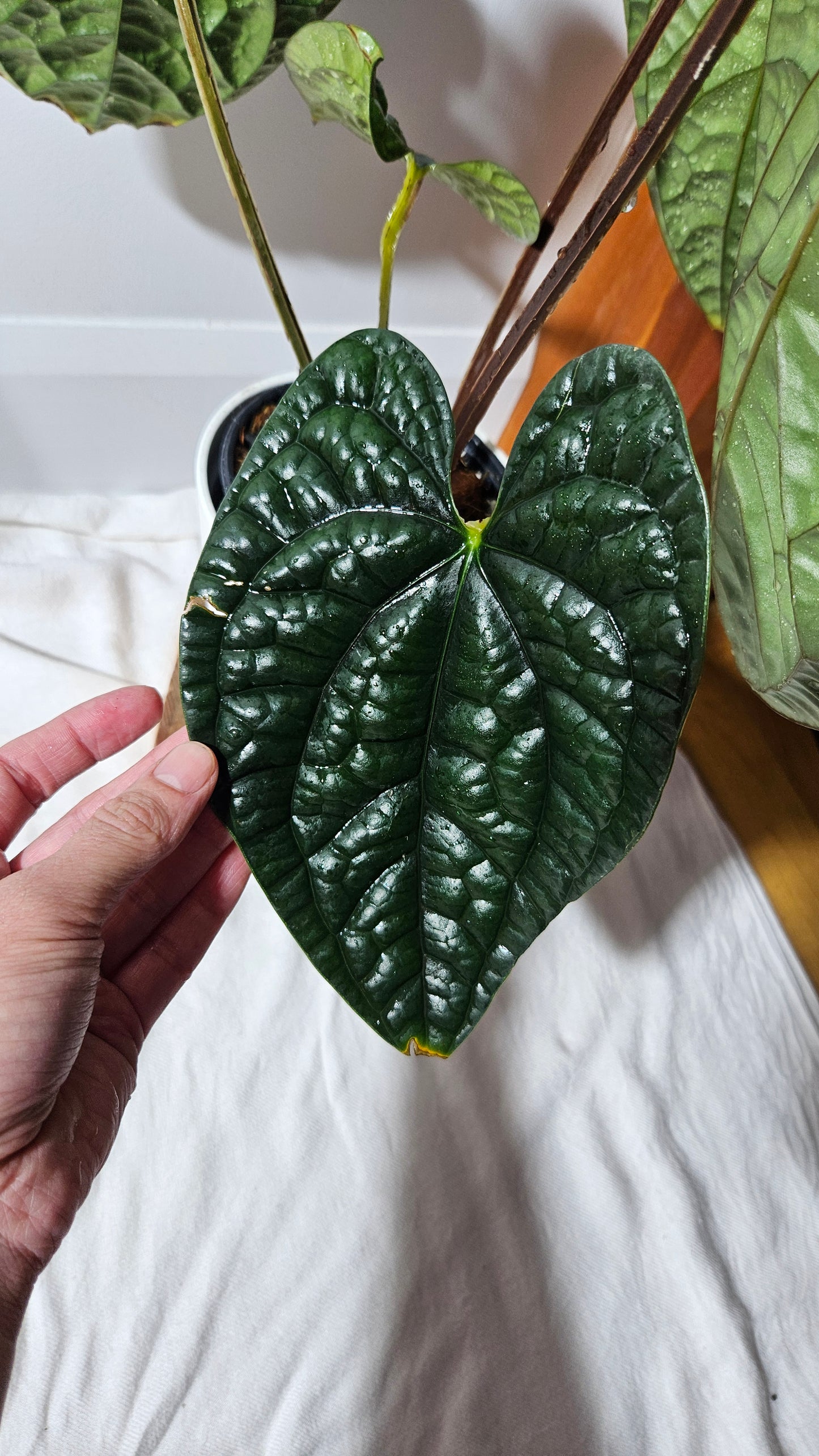 Anthurium Luxurians Dark "format XLARGE" (ANT-422)