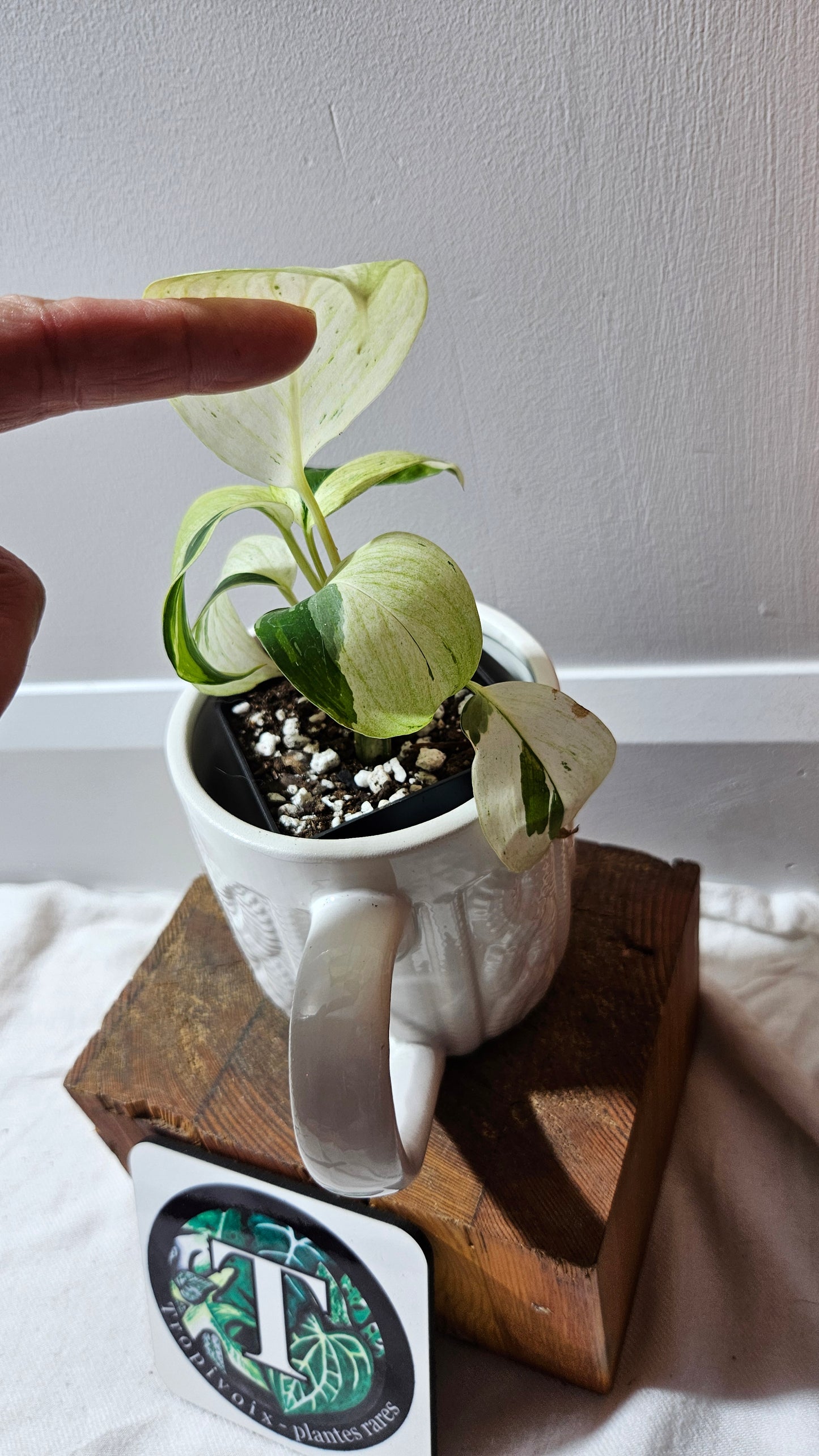 Scindapsus Blue Albo Tricolore (SCI-1240)