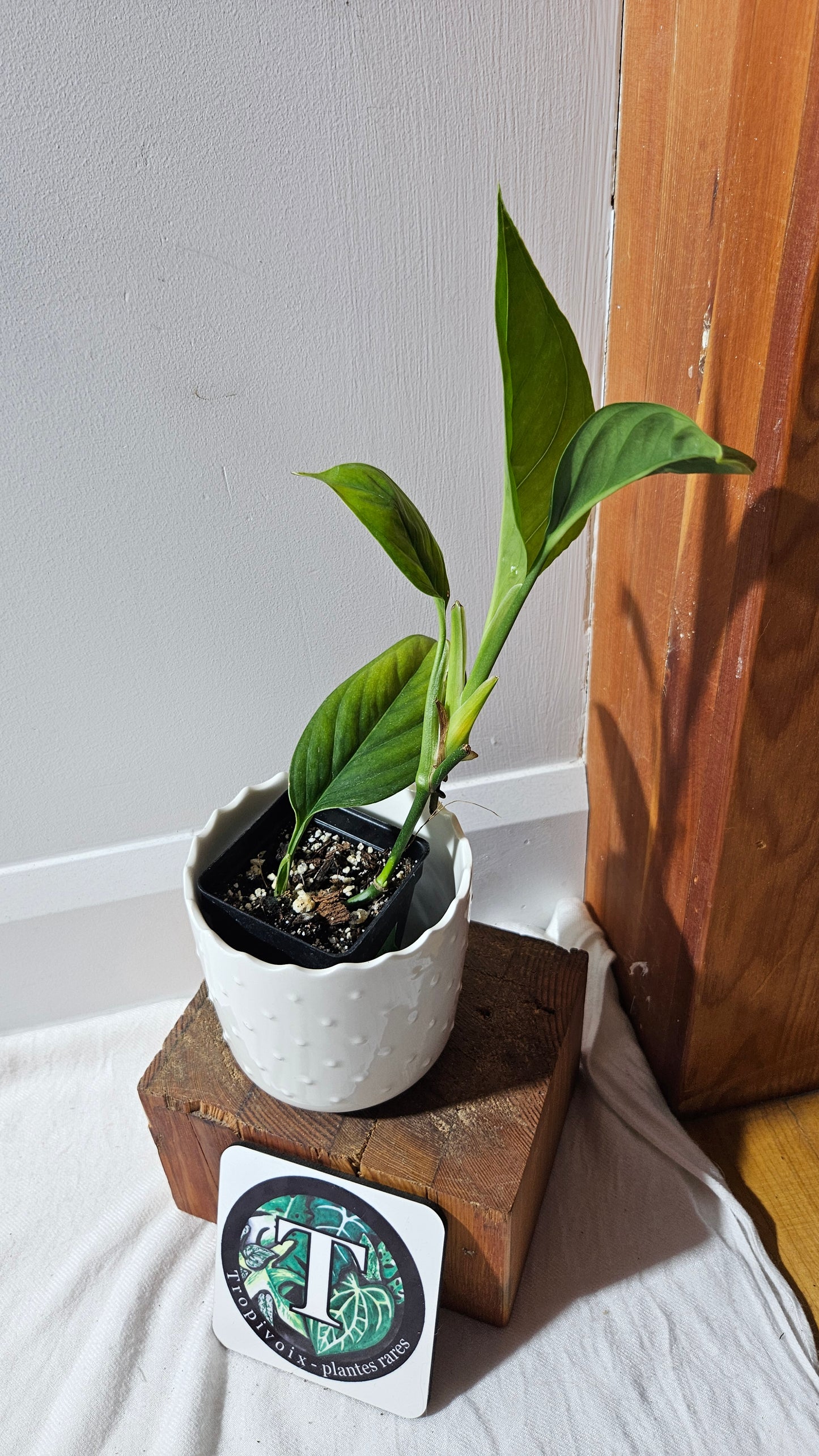 Monstera Obliqua Aff Calacali (MON-446)