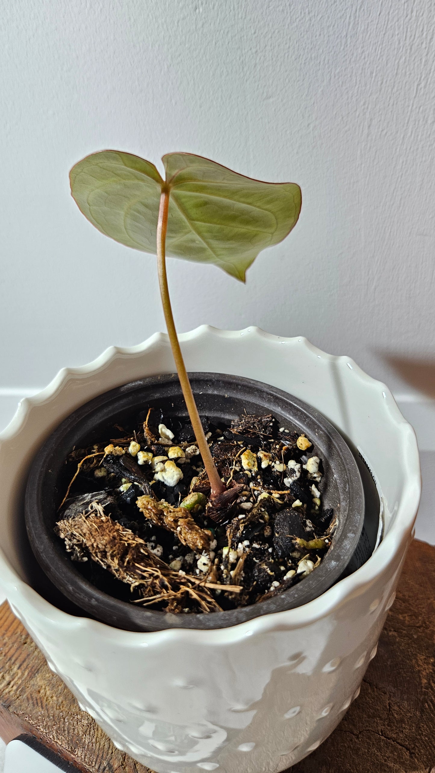 Anthurium Magnificum Radiante "format PETIT"(ANT-559)