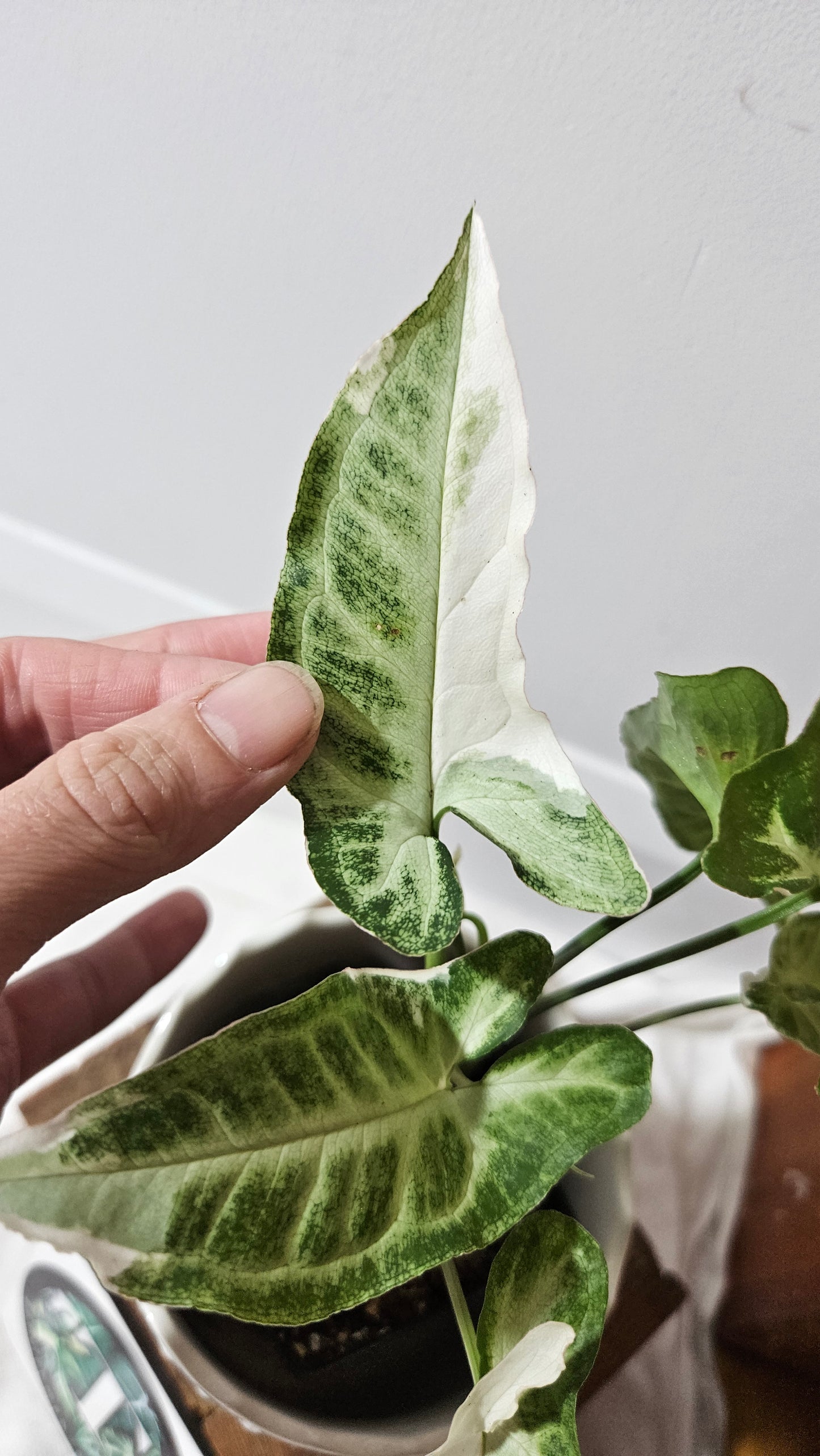 Syngonium T25 (SYN-430)