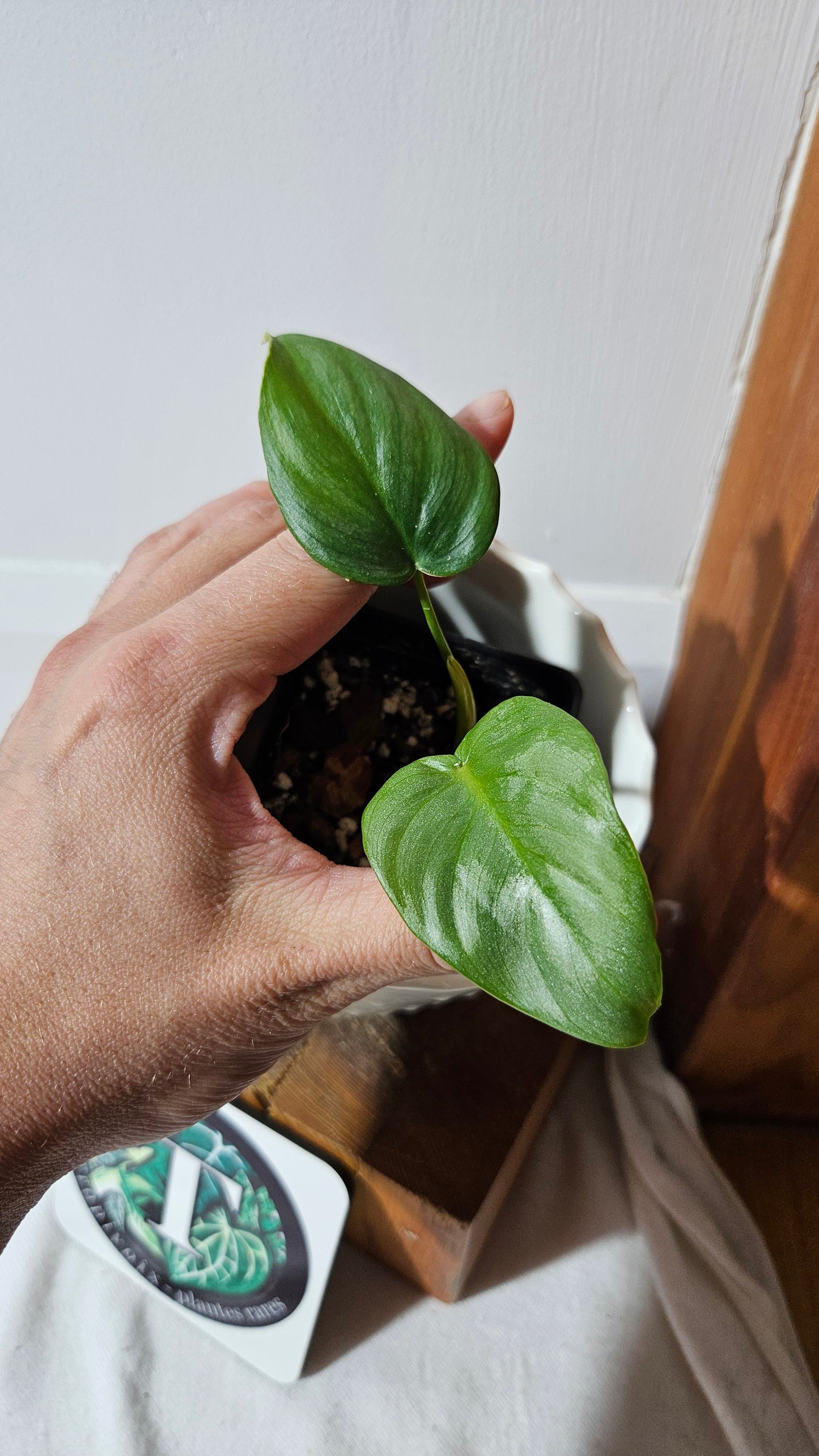 Philodendron Pastazanum Platinum (PHI-826)