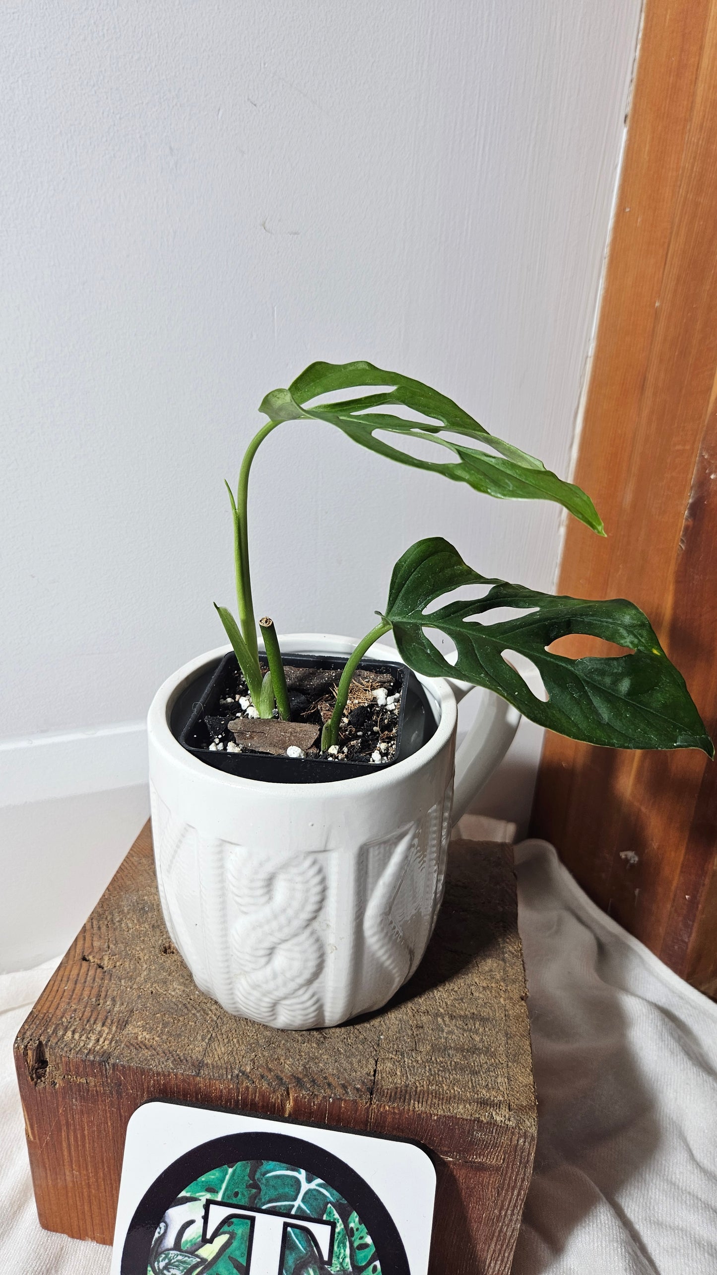 Monstera Obliqua Aff Tena (MON-267)