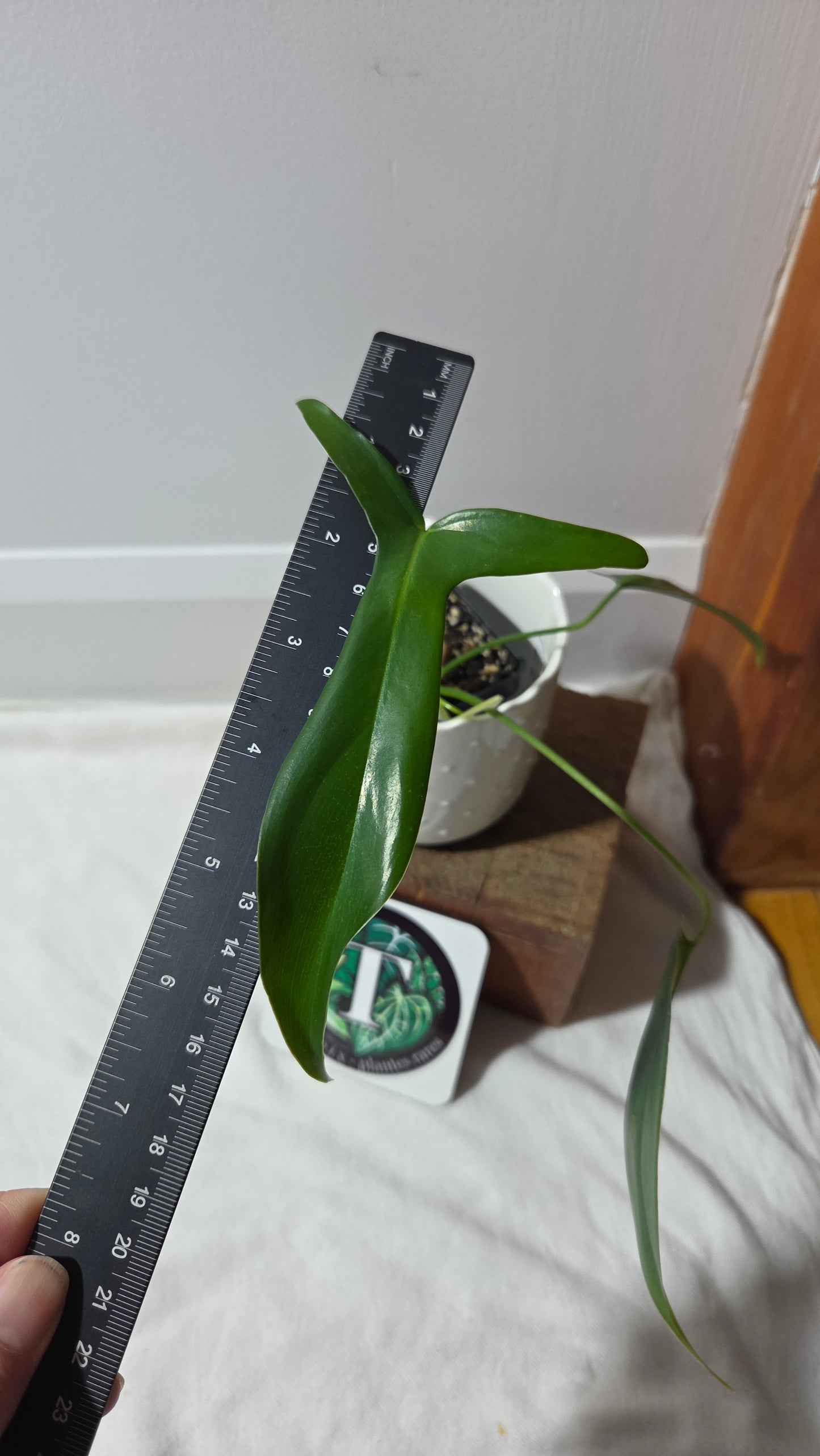 Philodendron Gladhands (PHI-960)