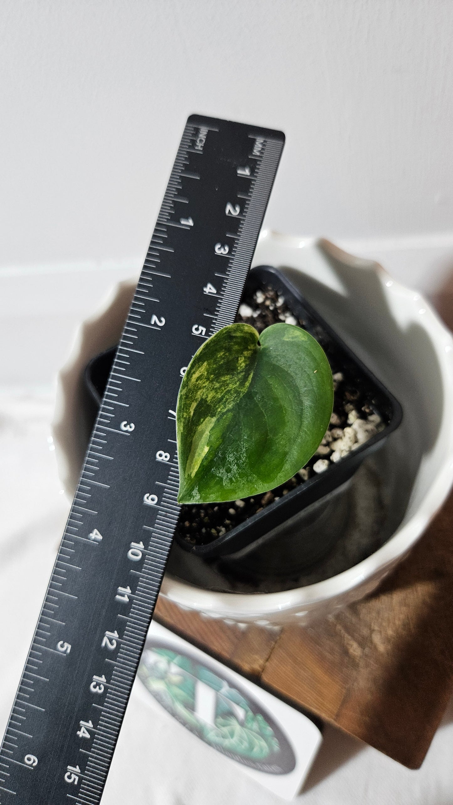 Scindapsus Jade Satin Albo (SCI-1045)
