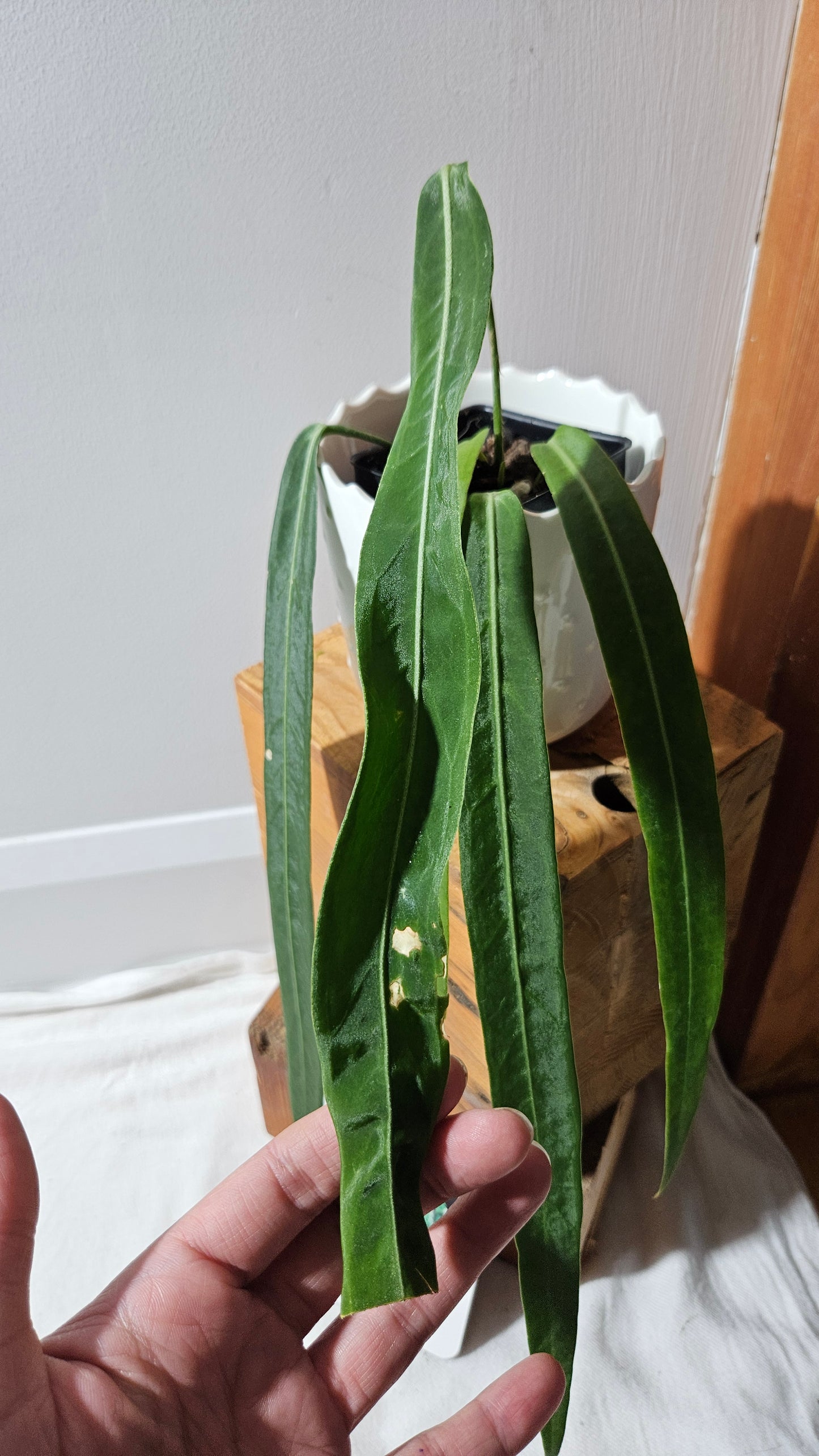 Anthurium Pallidiflorum Narrow "format MOYEN"(ANT-452)