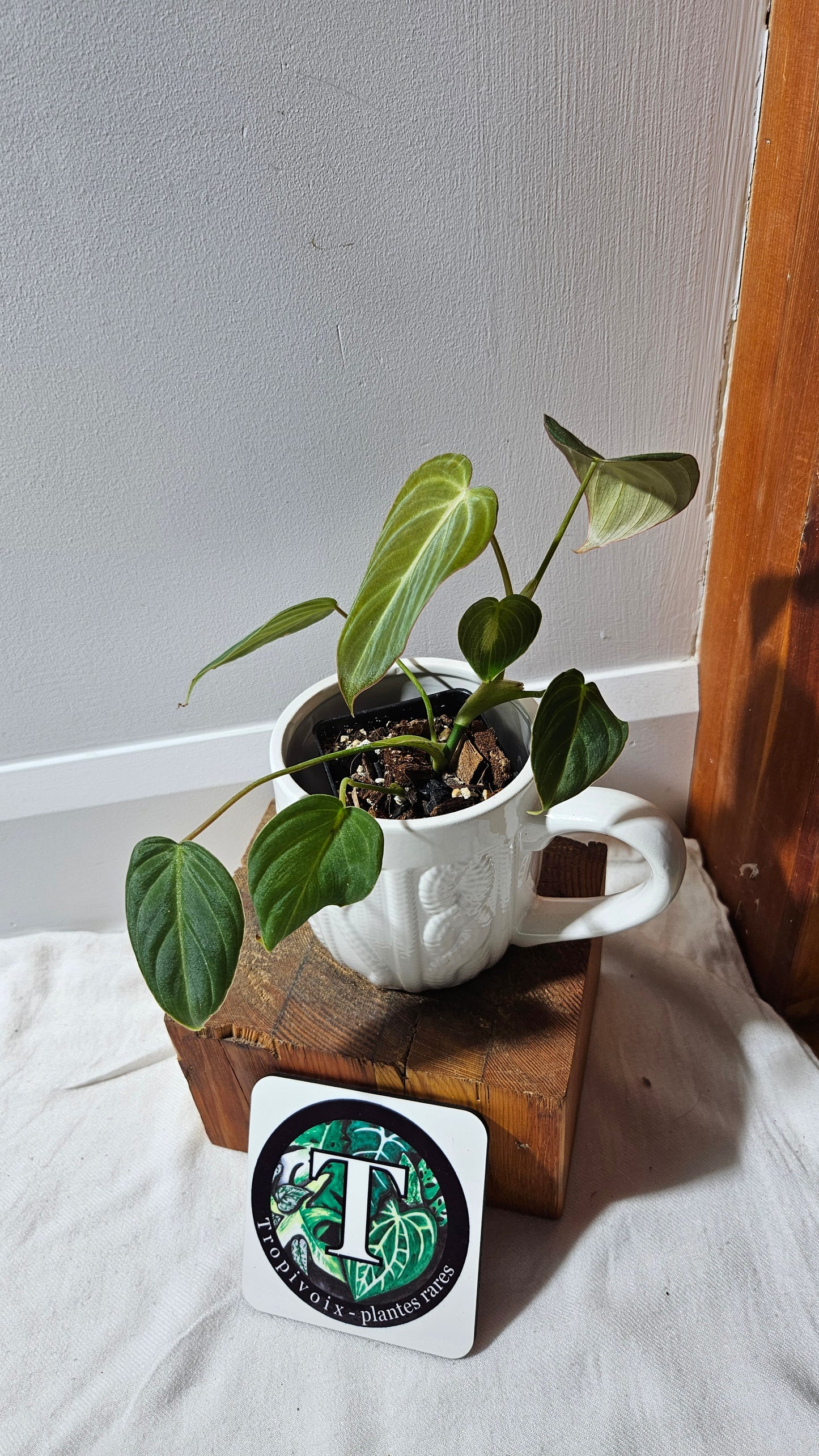 Philodendron Glorious (PHI-636)